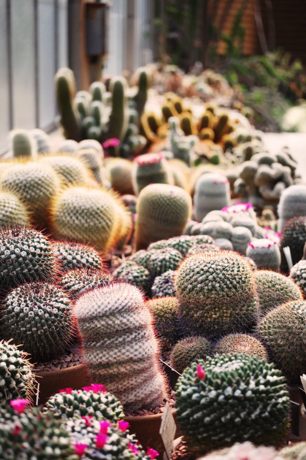huntington botanical garden | jessie webster