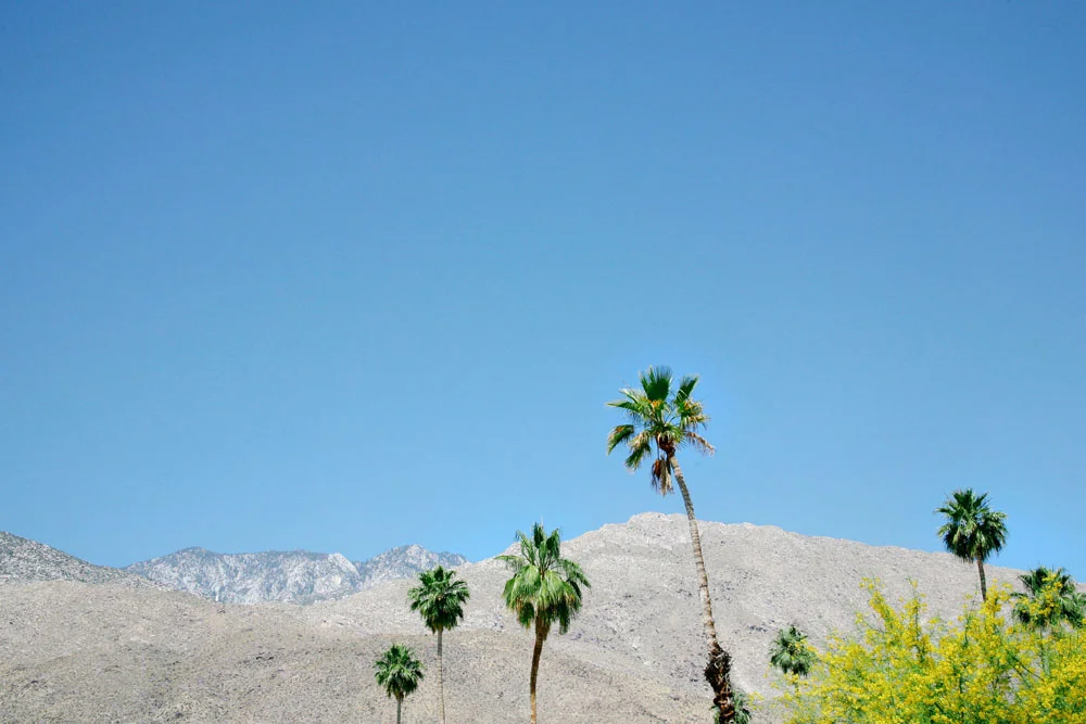 palm springs | jessie webster