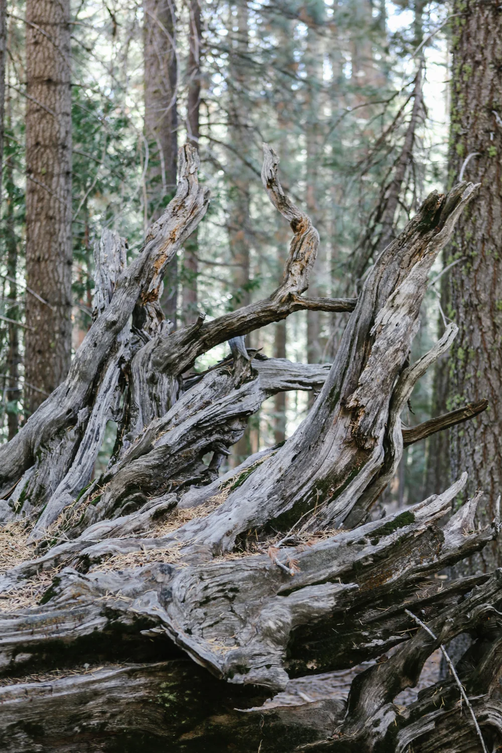 yosemite | jessie webster