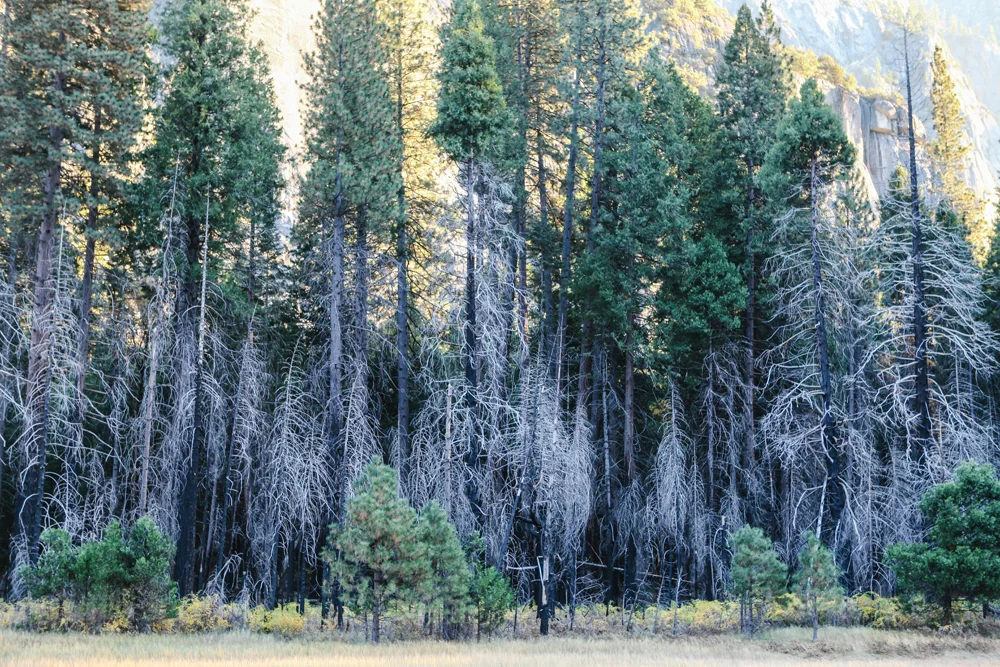 yosemite | jessie webster
