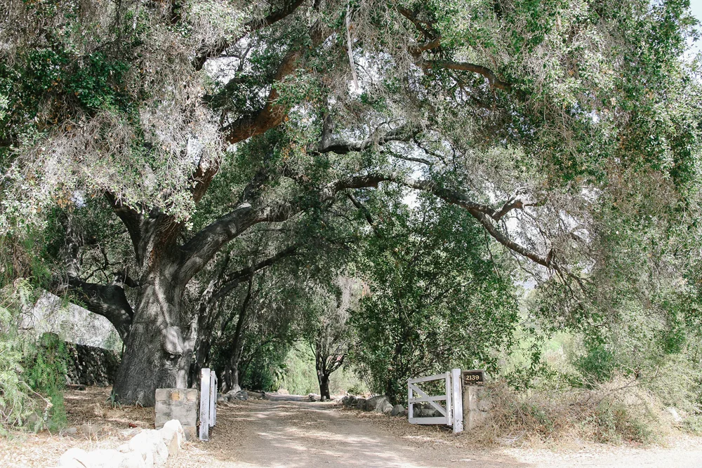 ojai | jessie webster