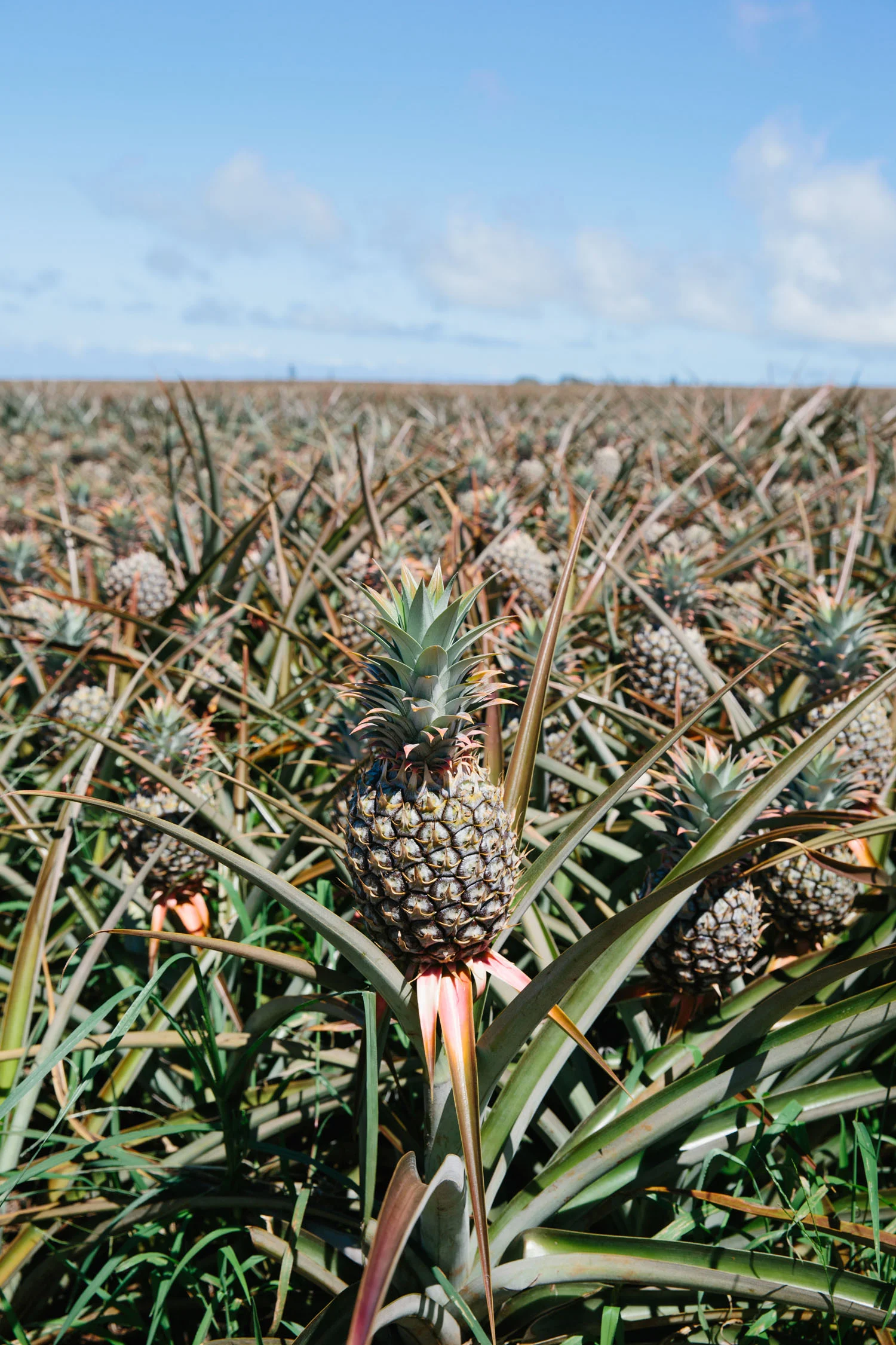 JessieWebster_Hawaii_0217.jpg
