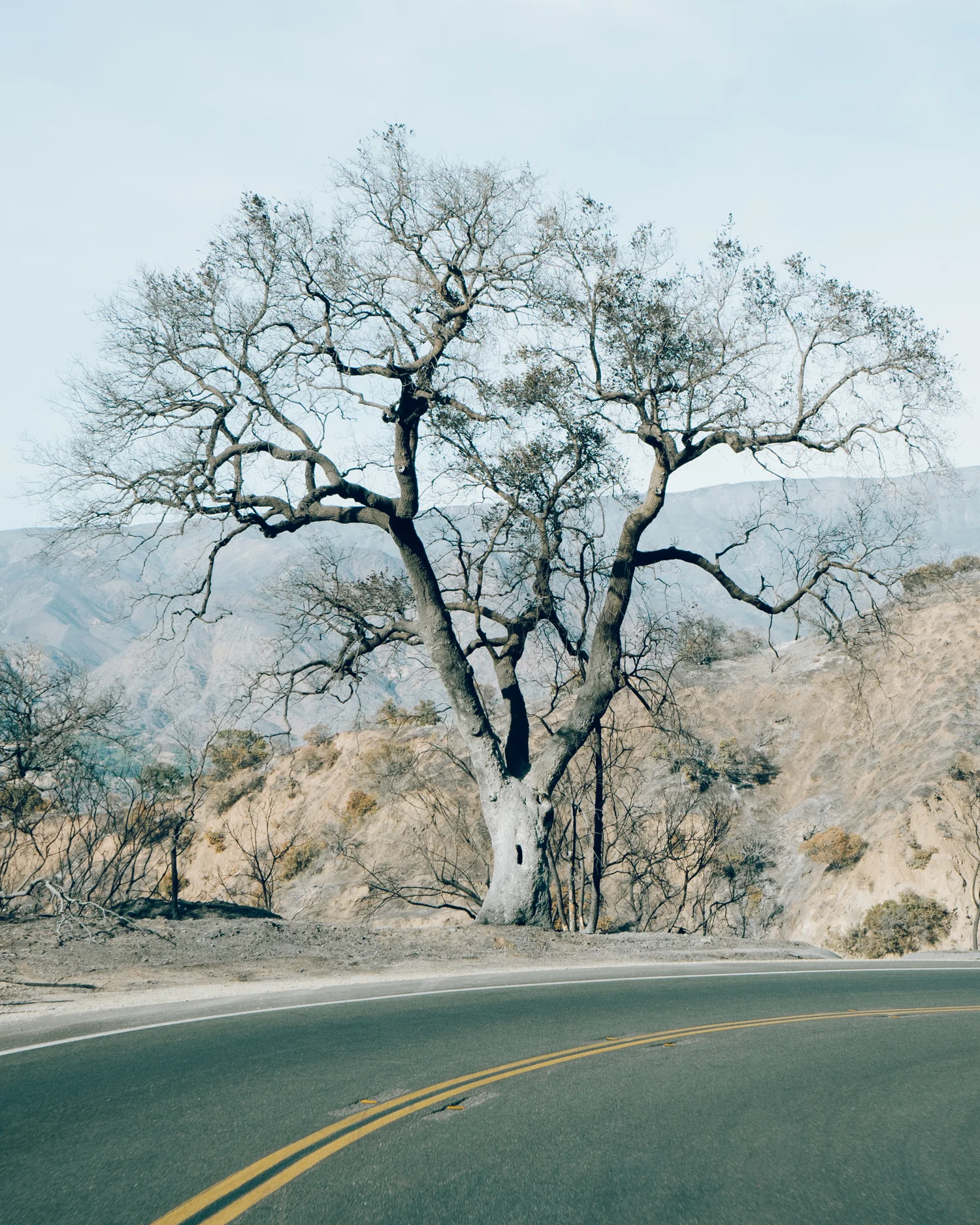 Ojai_12222017_132-2.jpg