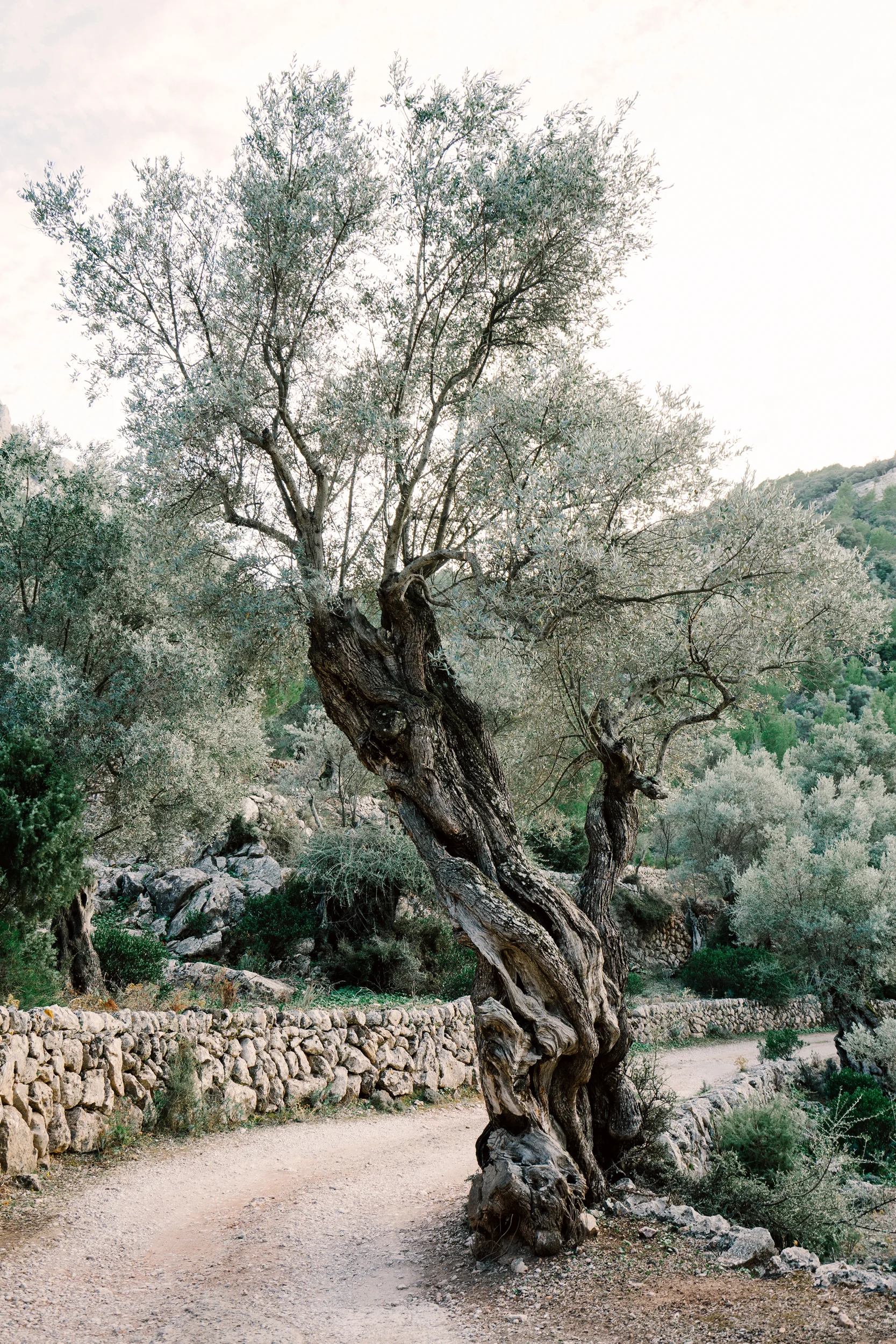Mallorca_10072017_0476.jpg