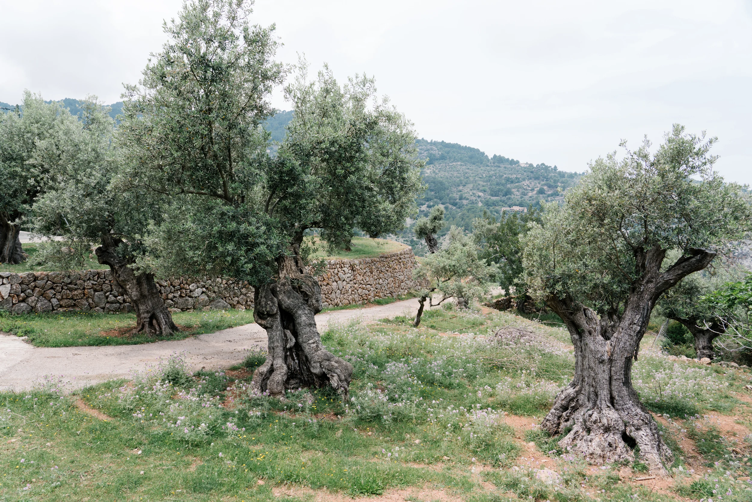 Mallorca_05202018_0404.jpg