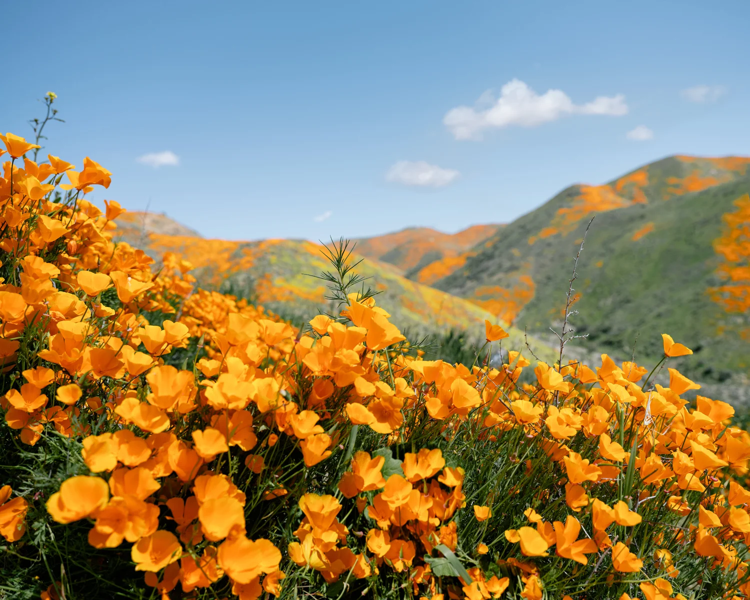 poppies.jpg