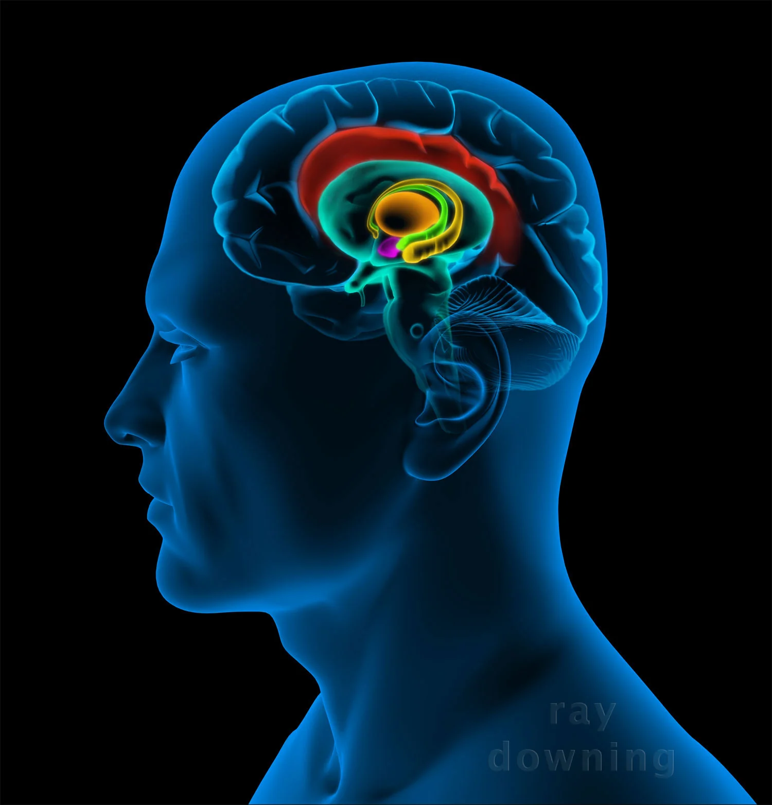 Brain