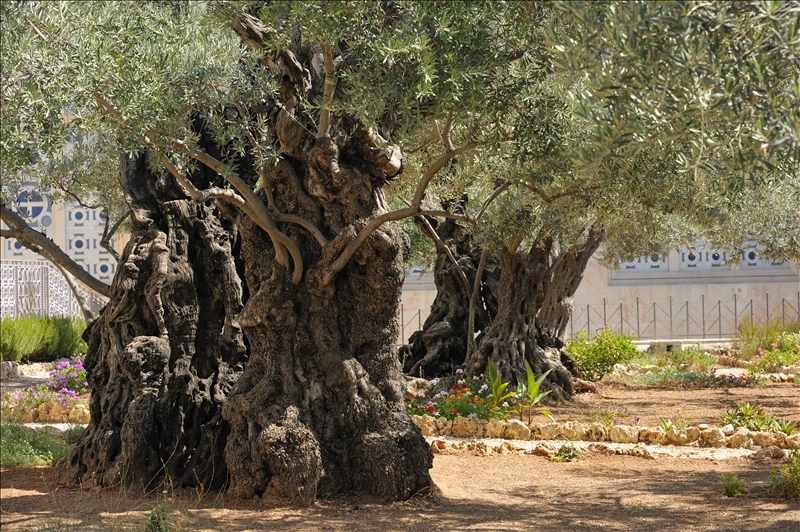 How Old are the Olive Trees in the Garden of Gethsemane? — Ray Downing