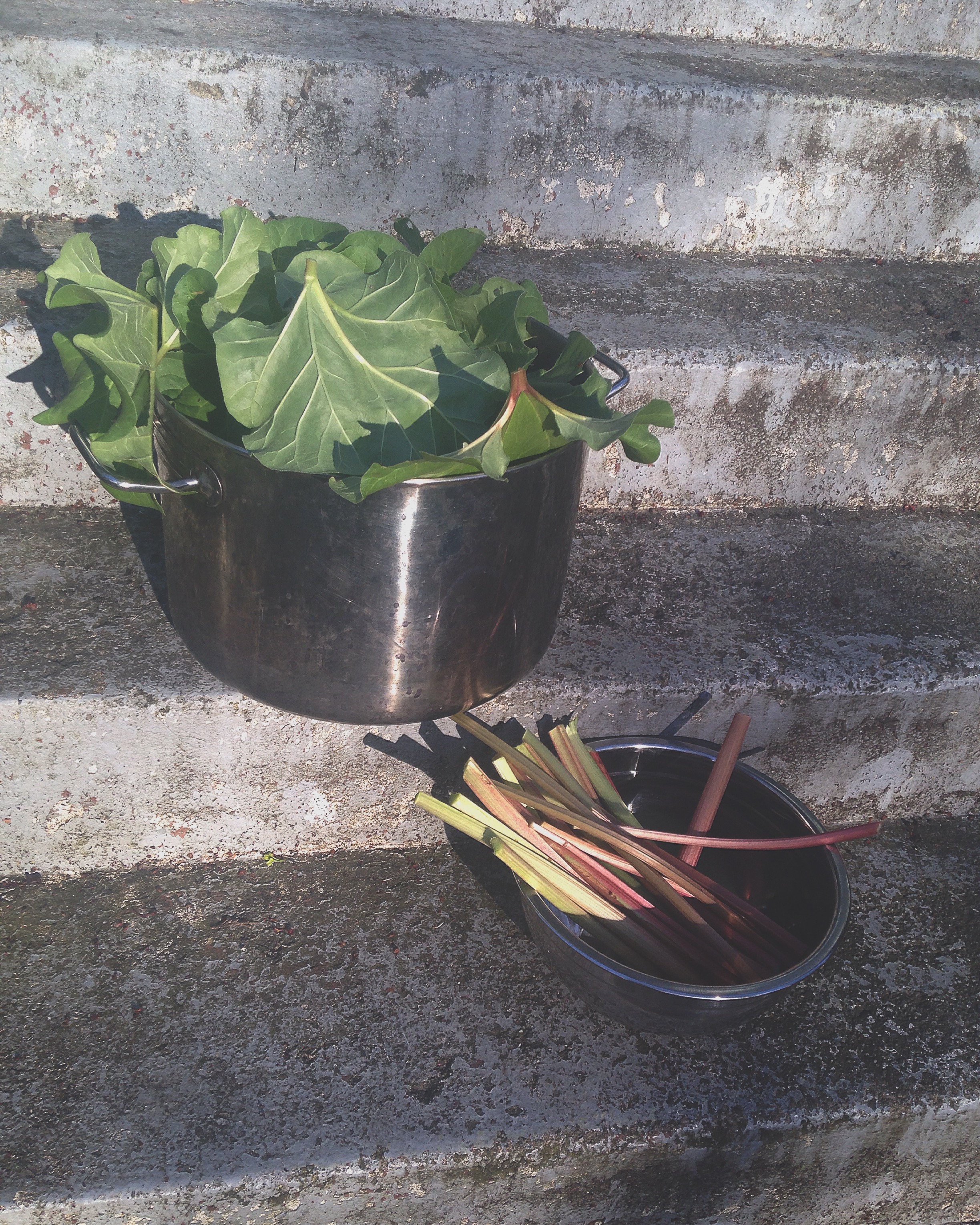 First harvest of the season! Food and mordant!