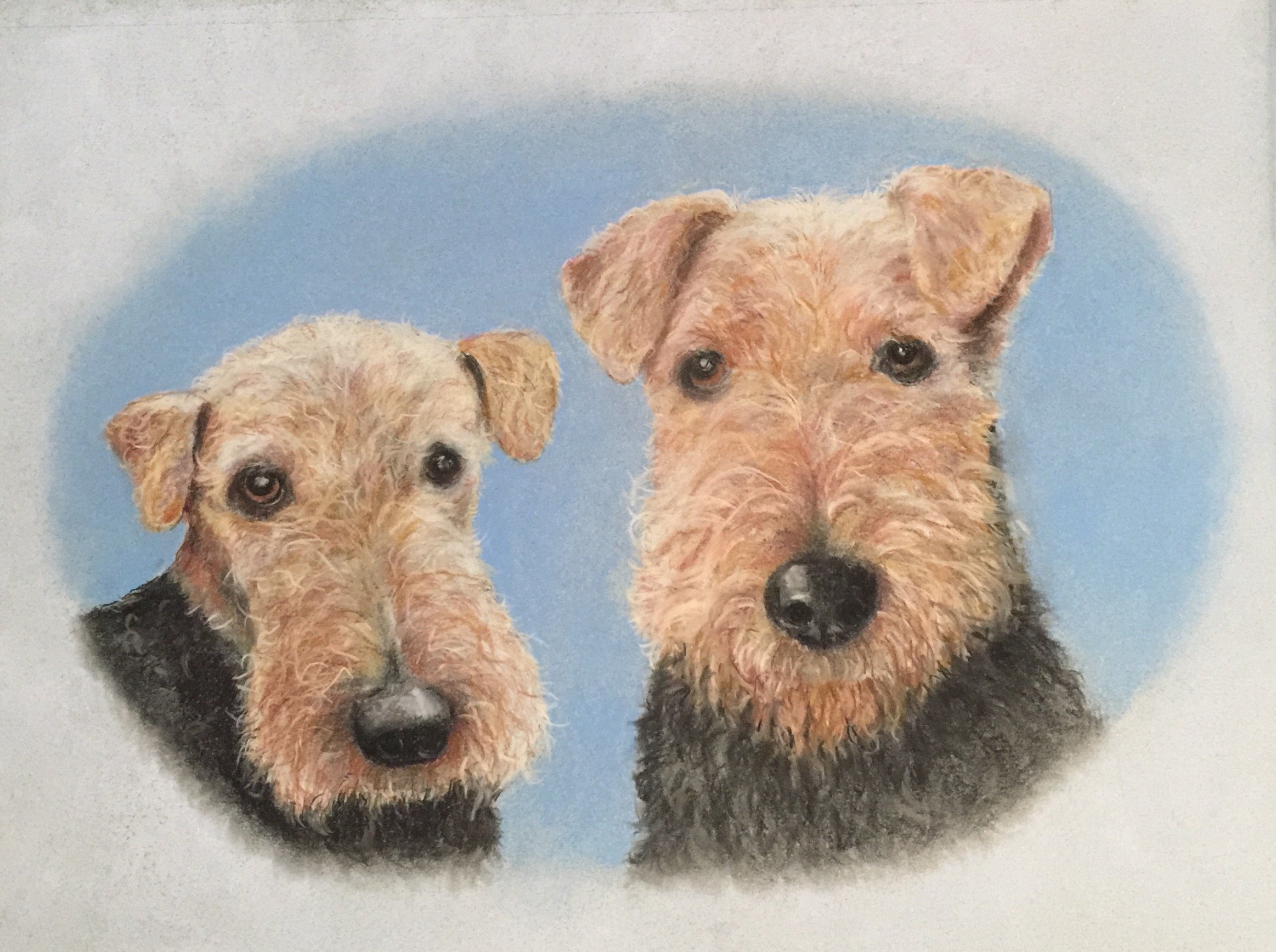 Cindy's Airedales