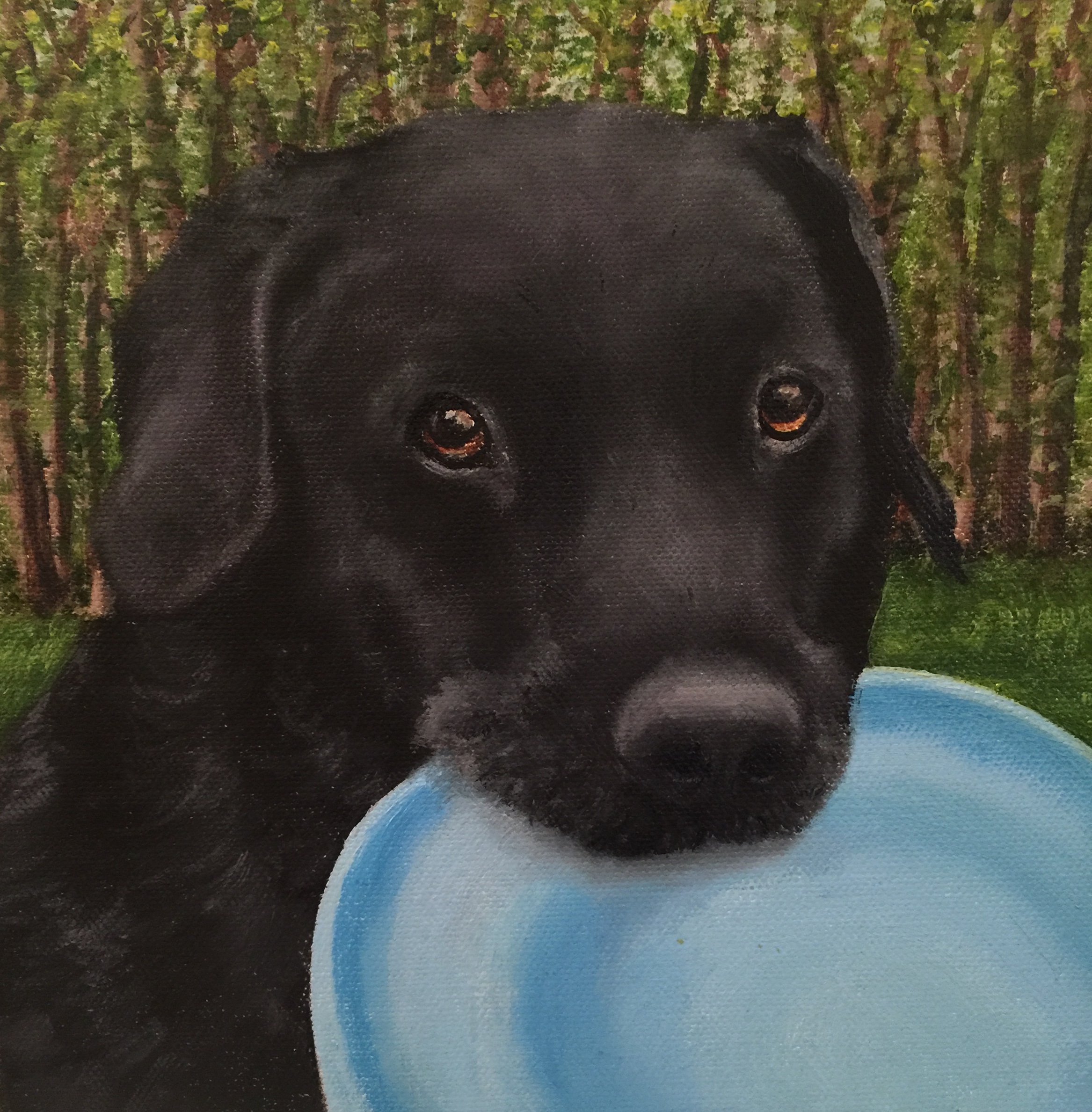 Jack and His Frisbee