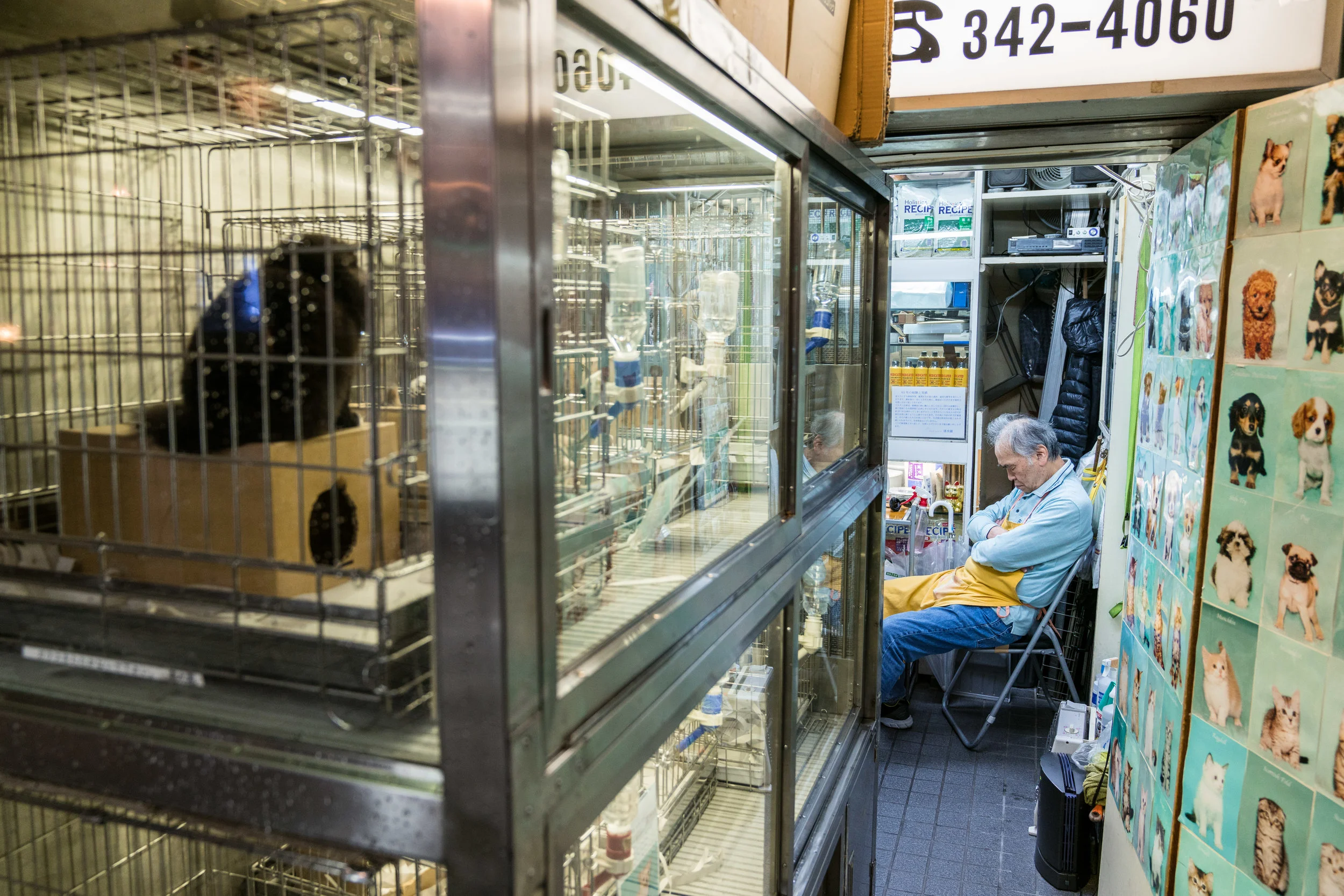 Snoozing Pet Shop Owner, Tokyo 2017