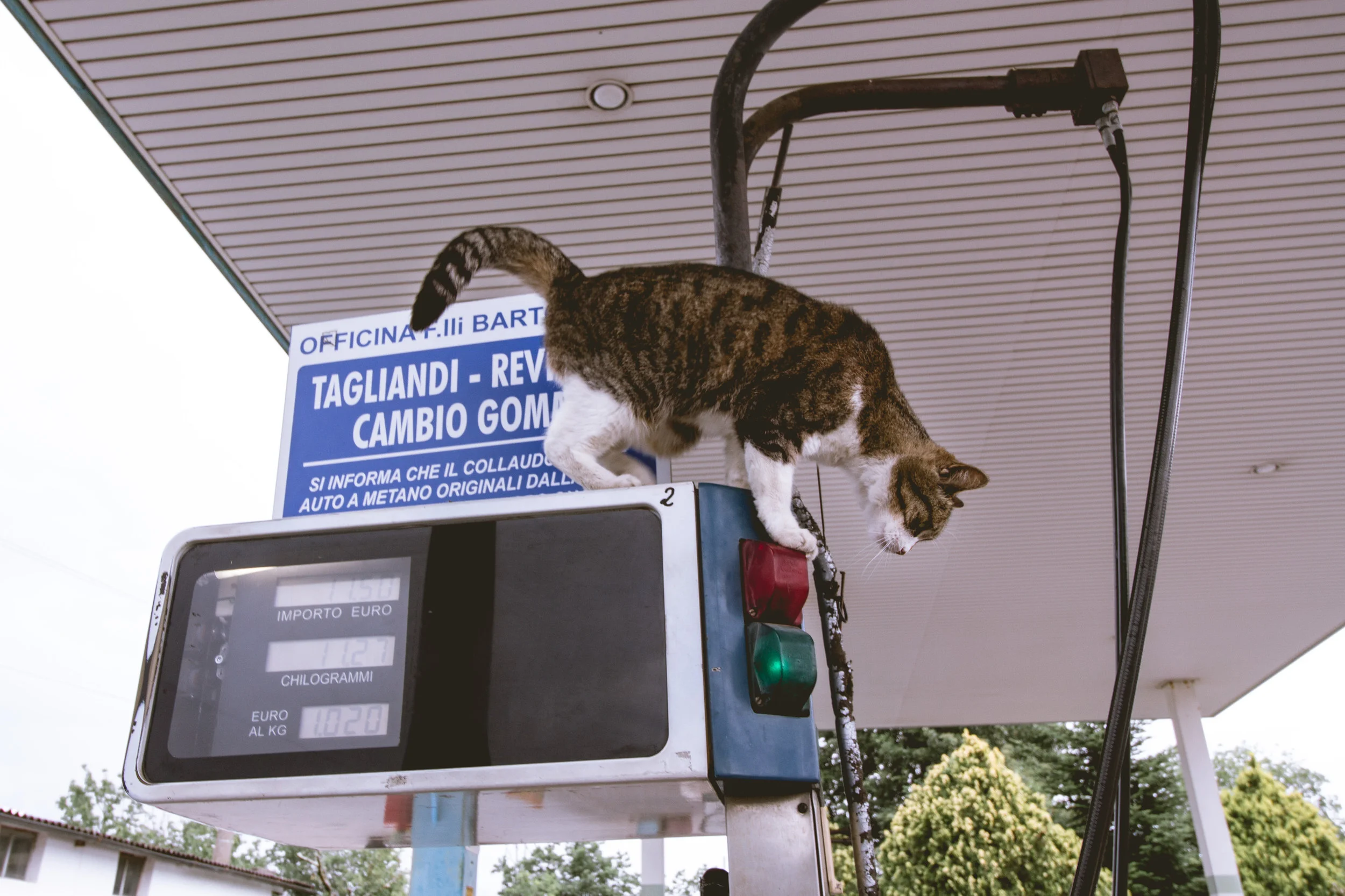 Petrol Station Cat, Cireglio 2016