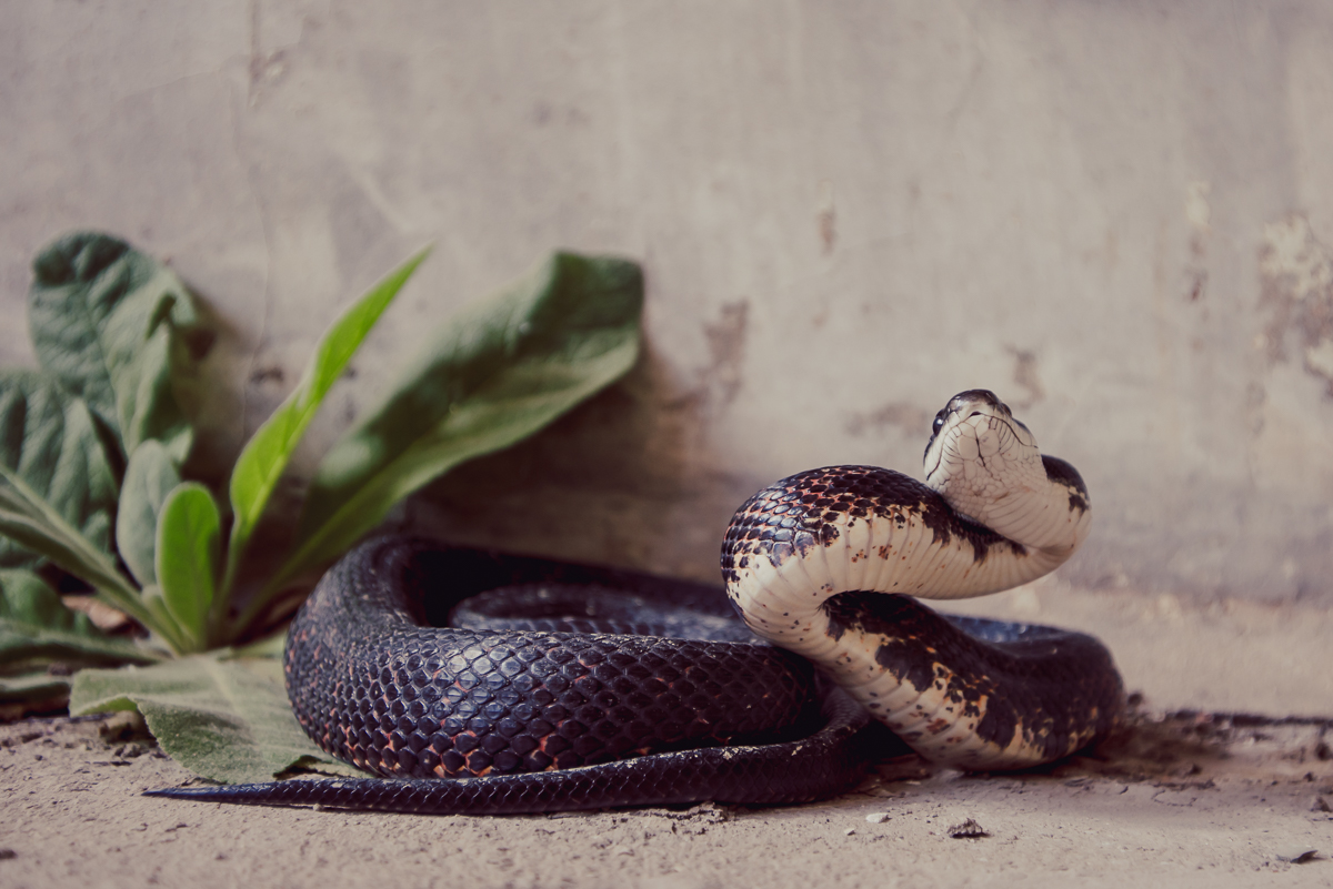...pretty sure he wasn't poisonous. But he sure acted like he was.