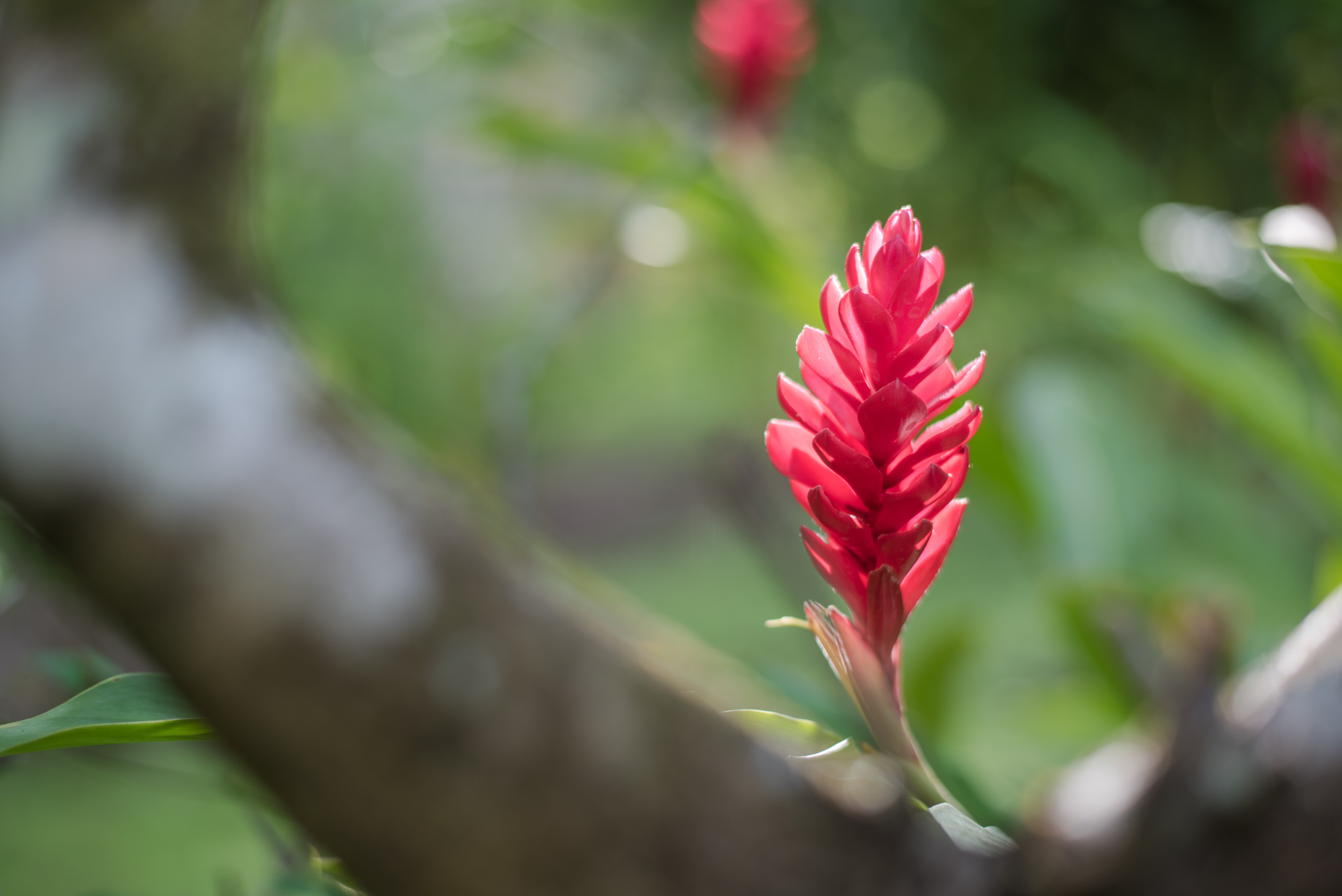 Modern accommodations yoga retreat teacher training costa rica