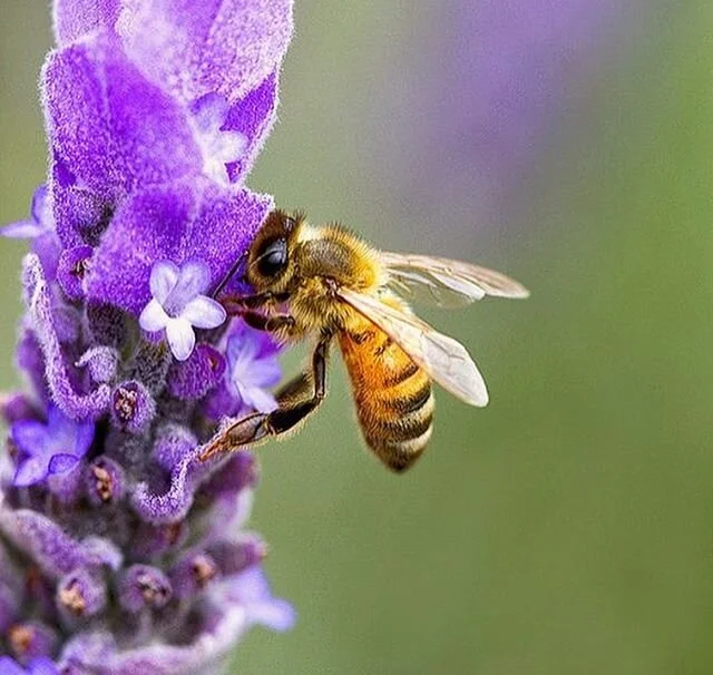 🌏 W O R L D  B E E  D A Y 🐝