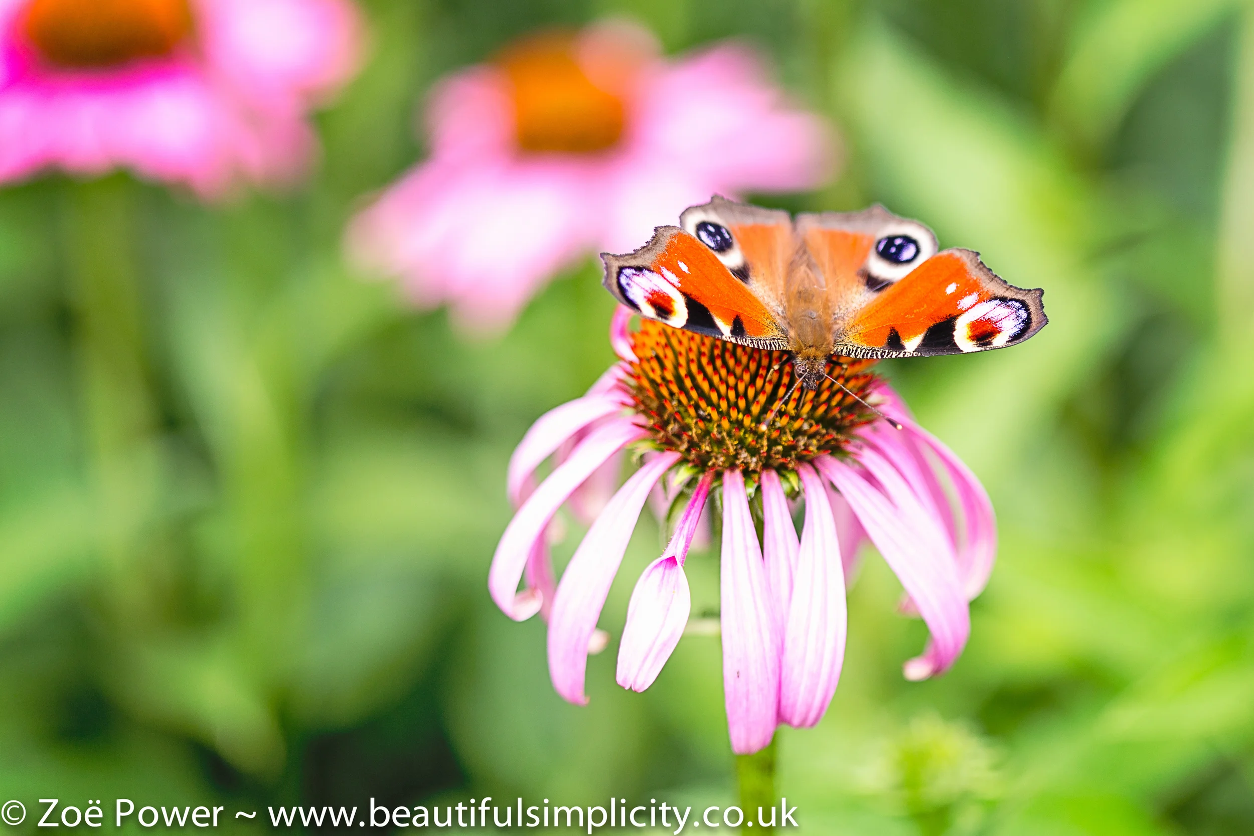 This photo was taken on my Canon 100mm f2.8 macro lens at f2.8. You can see that the depth of field is very shallow, as the back part of the butterfly is not in focus.