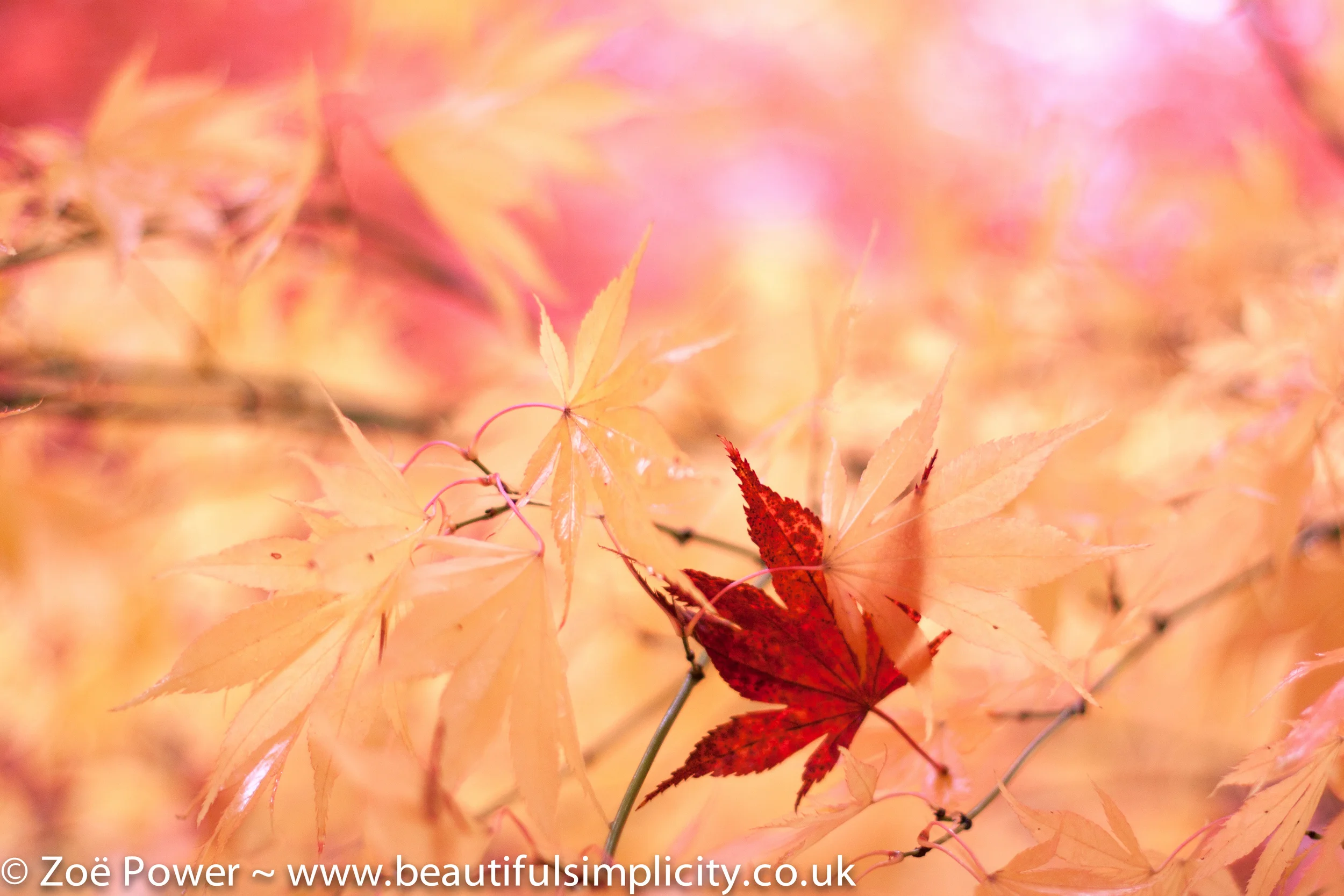 This photo was taken on my Canon 50mm f1.4 lens at f1.4. I was standing very close to the leaf.