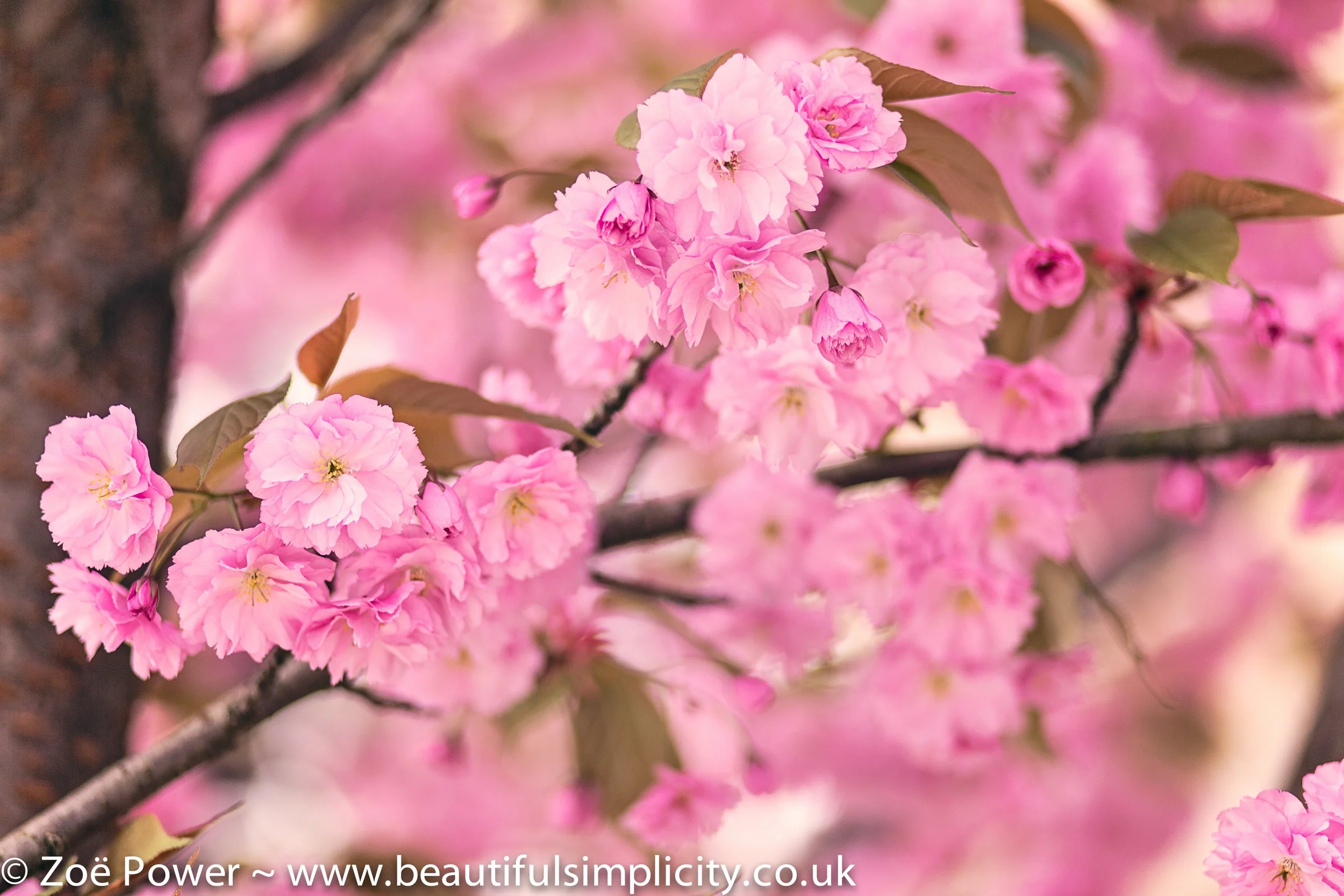 This photo was taken on my Canon 85mm f1.8 lens at f1.8