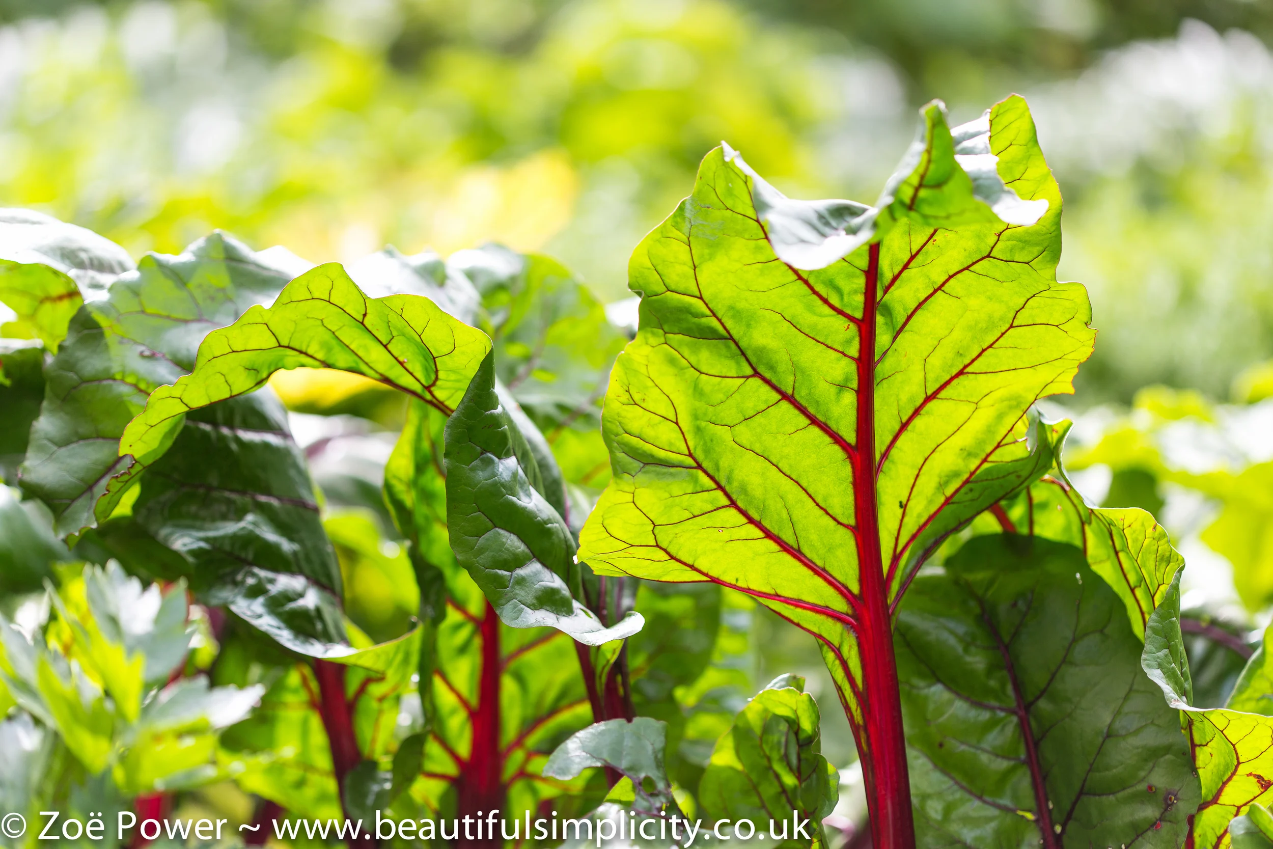 Red Chard West Dean Gardens.jpg