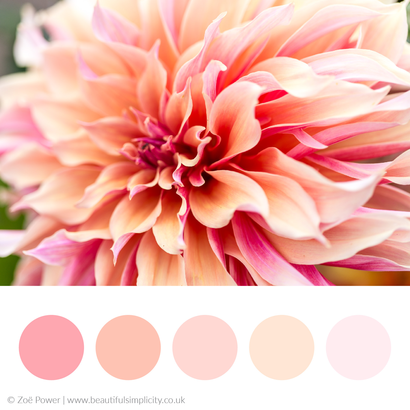 Warm blush pink colour palette | Dahlia hues