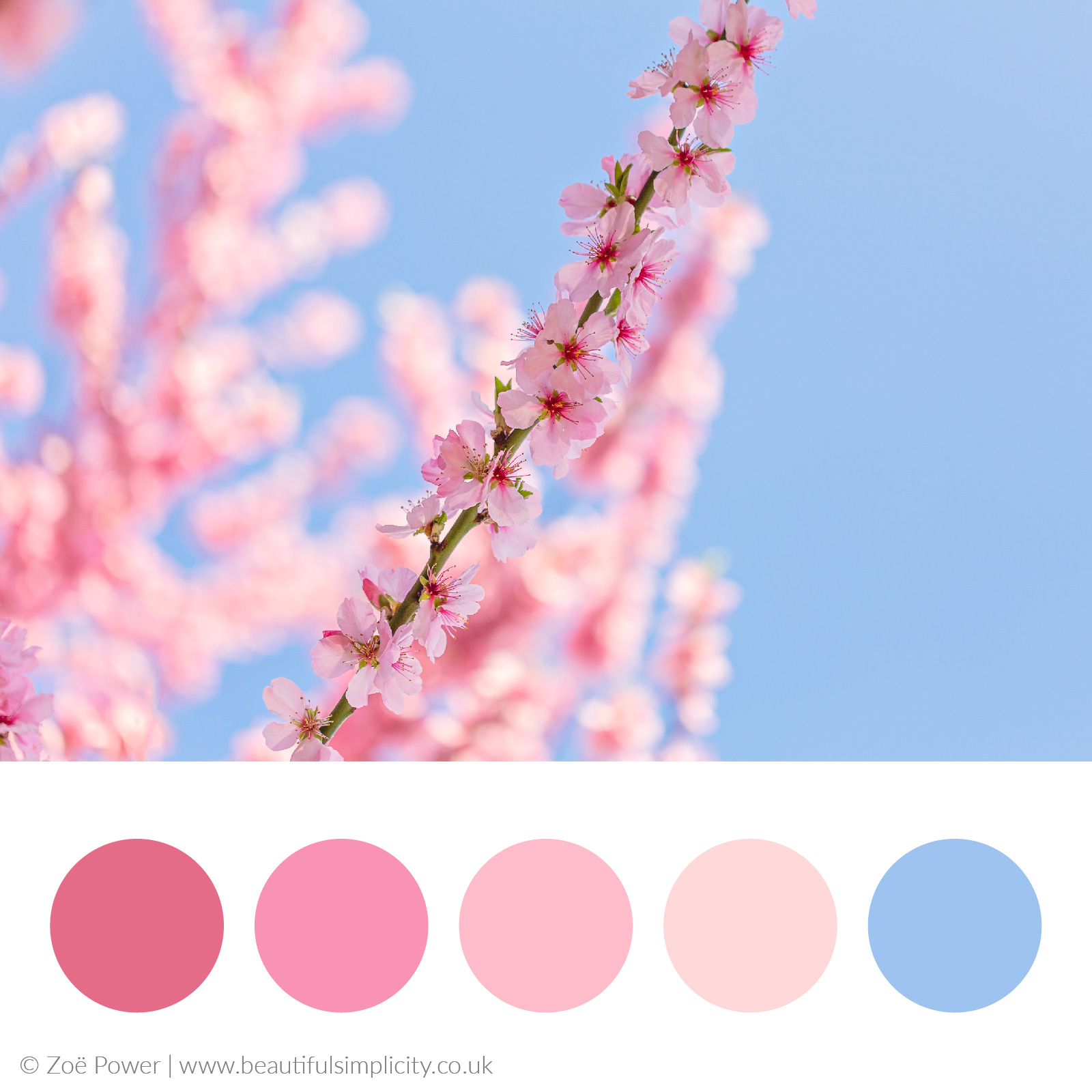Cherry blossom warm pink colour palette 