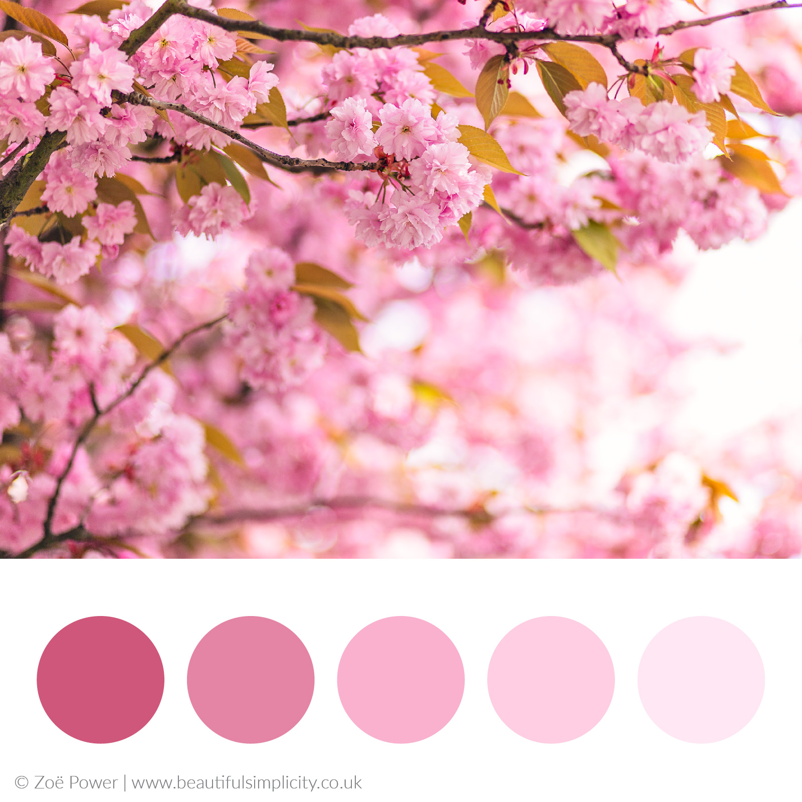 pix Pink Cherry Blossom Color Palette cherry blossom color