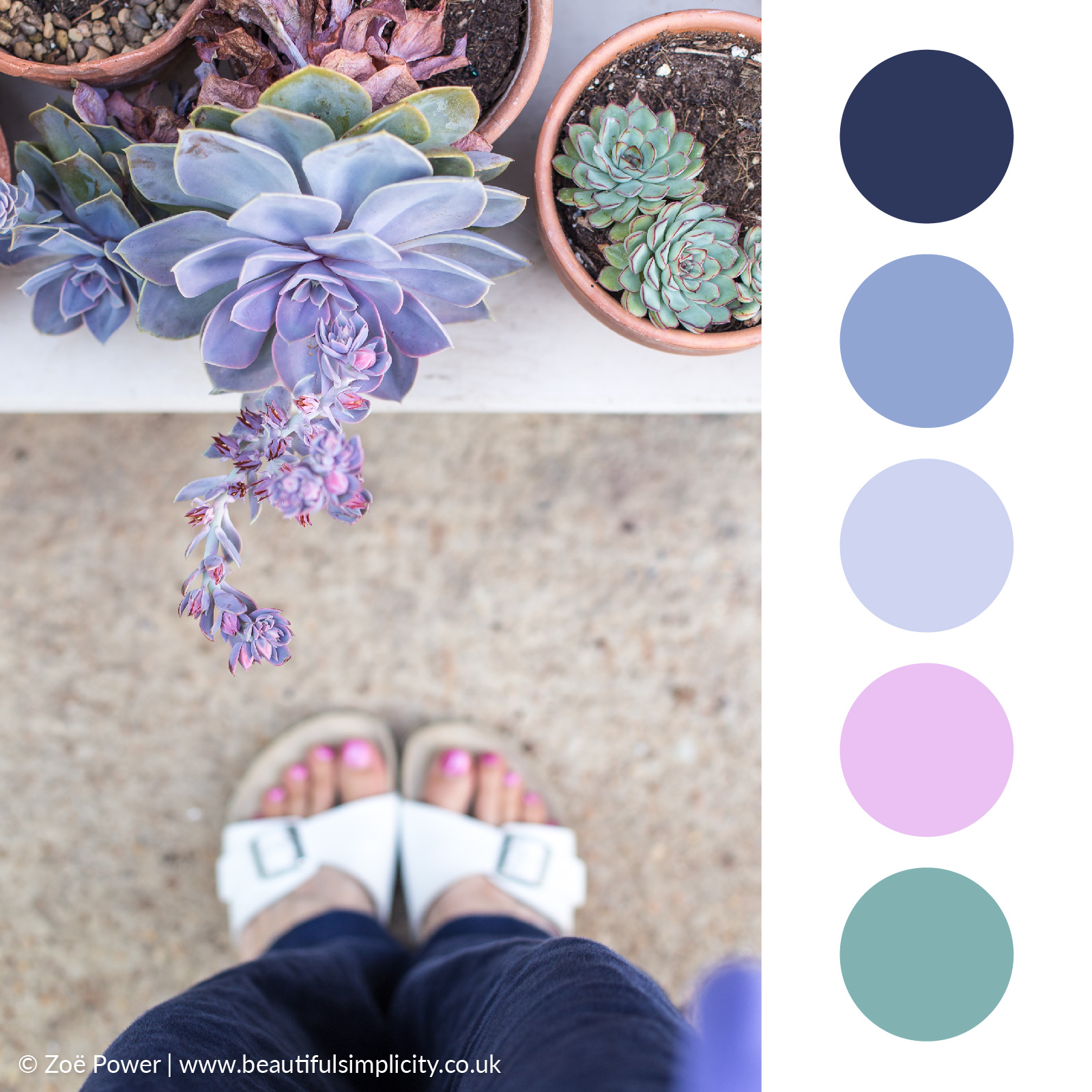 Echeveria blue grey colour palette | Monk's House, East Sussex, UK
