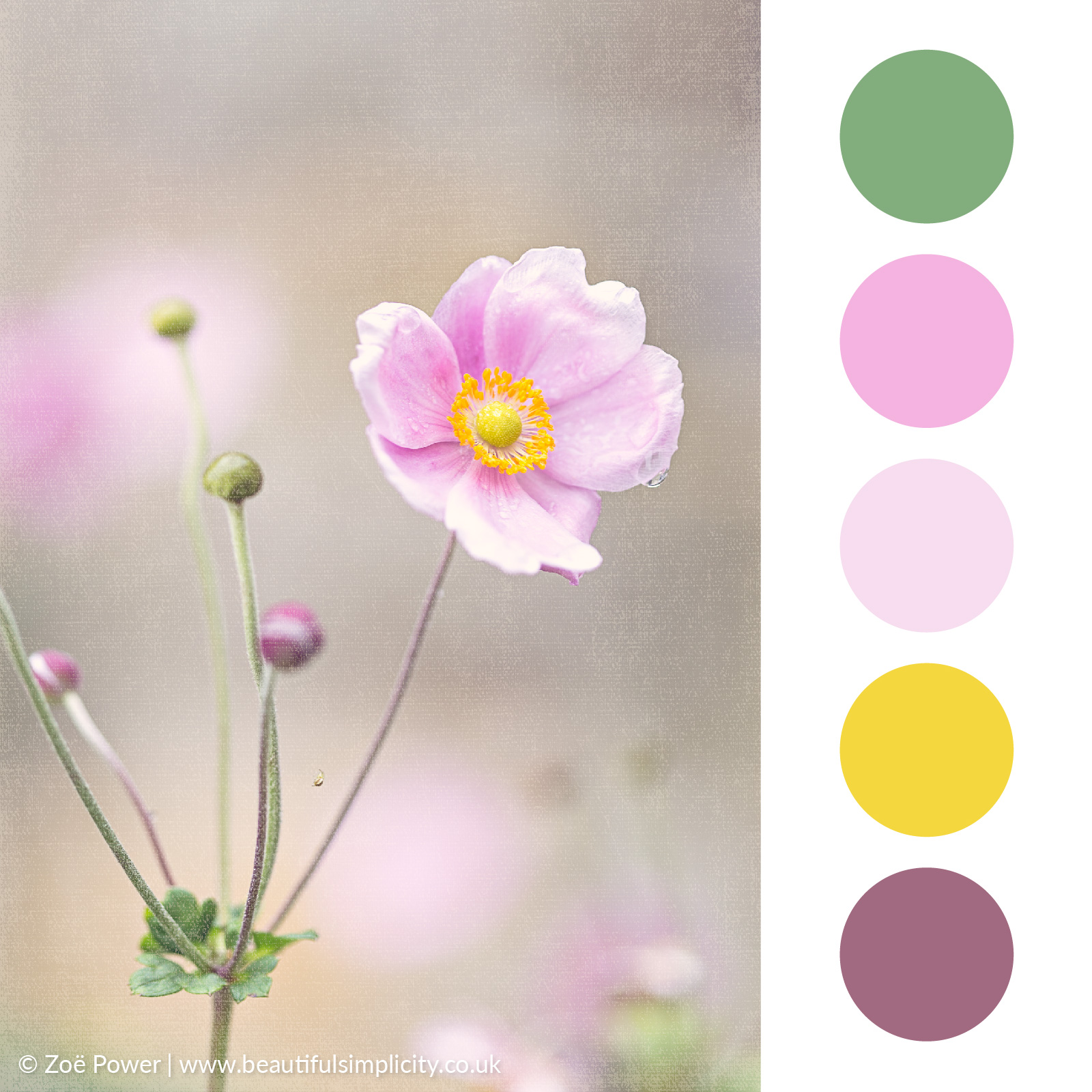 Japanese Anenome pink colour palette 