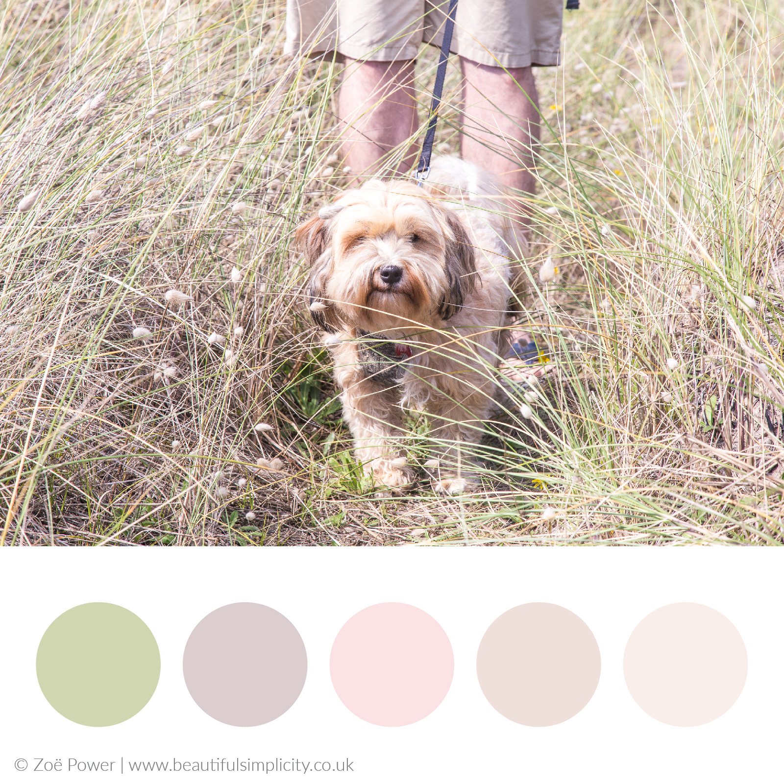 Sand dune neutrals colour palette