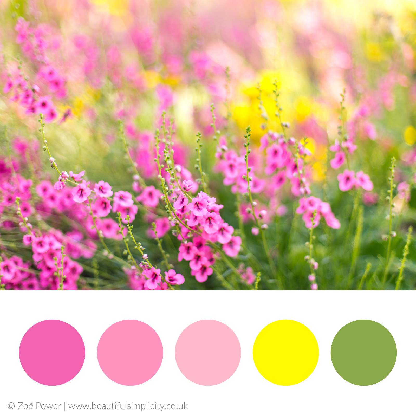 Warm summer pinks colour palette | University of Oxford Botanic Garden, UK