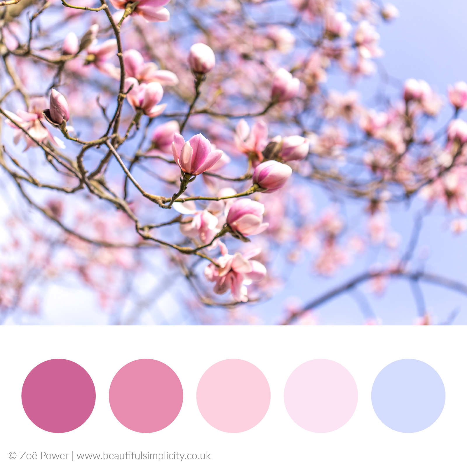 Dusky cool pinks colour palette | Magnolia filled skies, Nymans garden, West Sussex, UK
