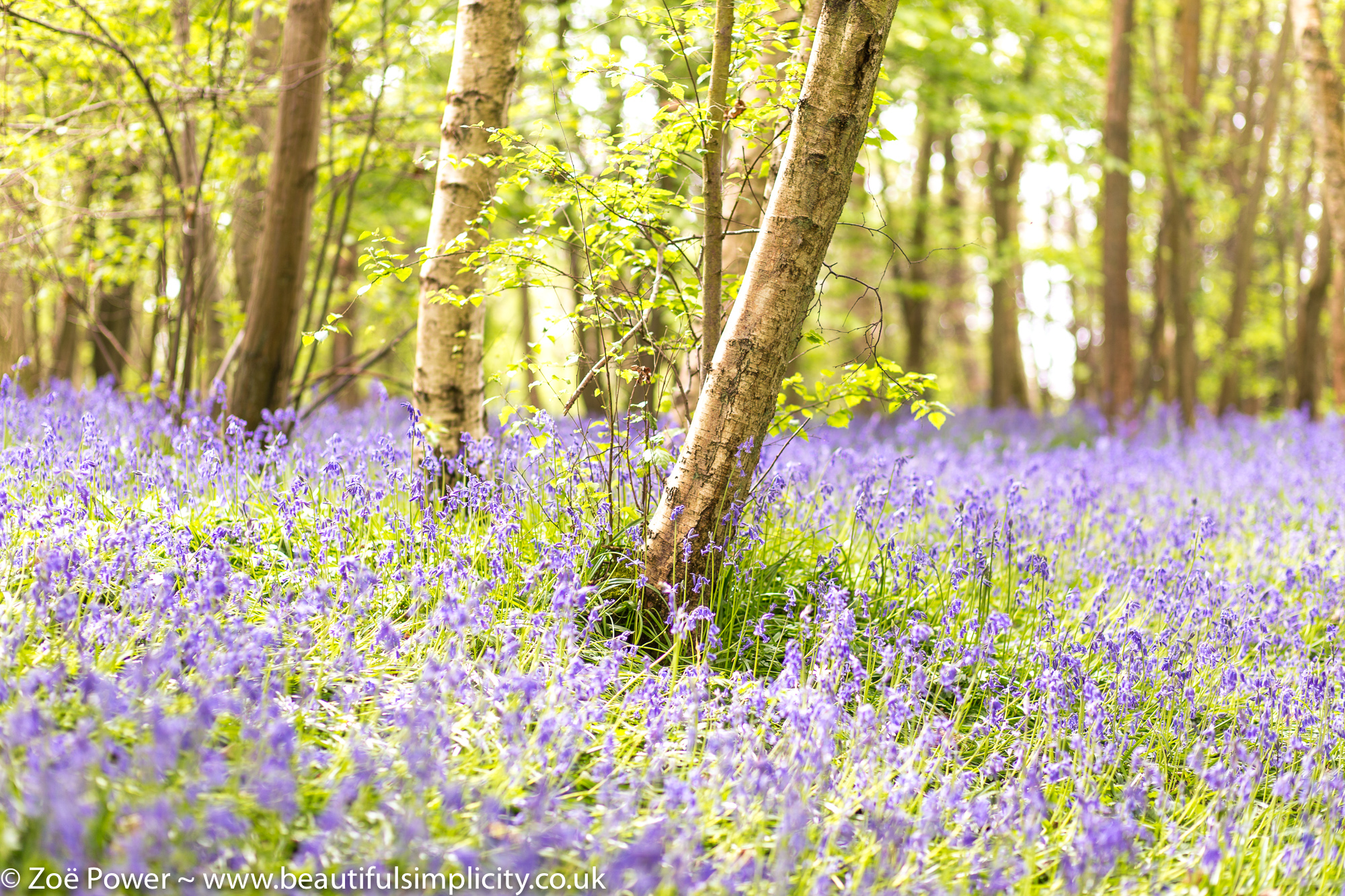 4. Bring The Magic Of Bluebells To Your Backyard