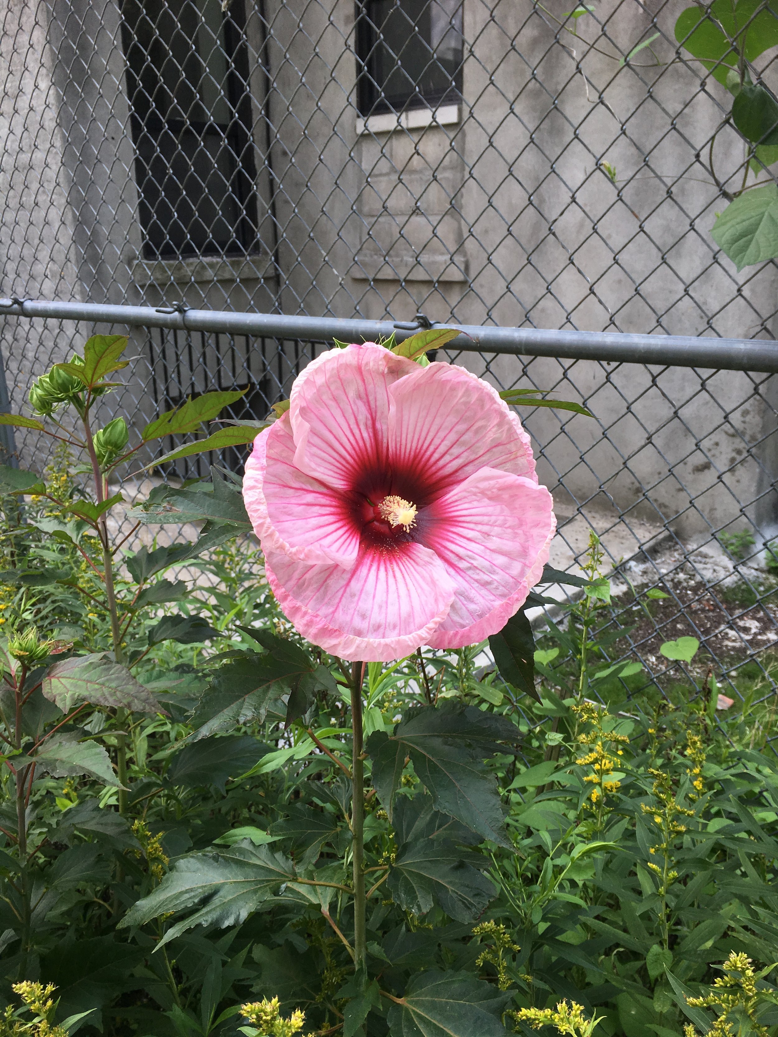 Hardy Hibiscus