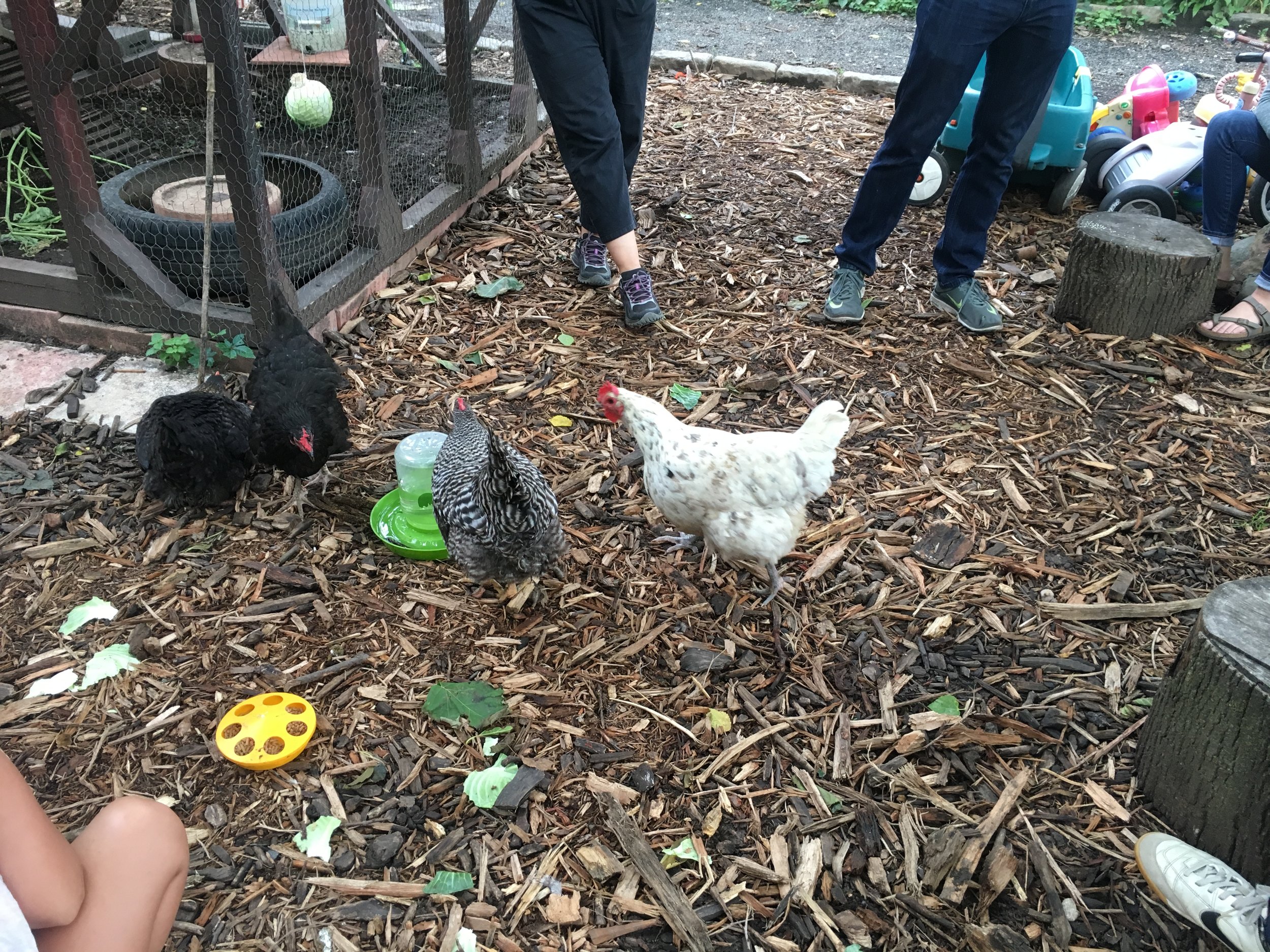 New chicken additions