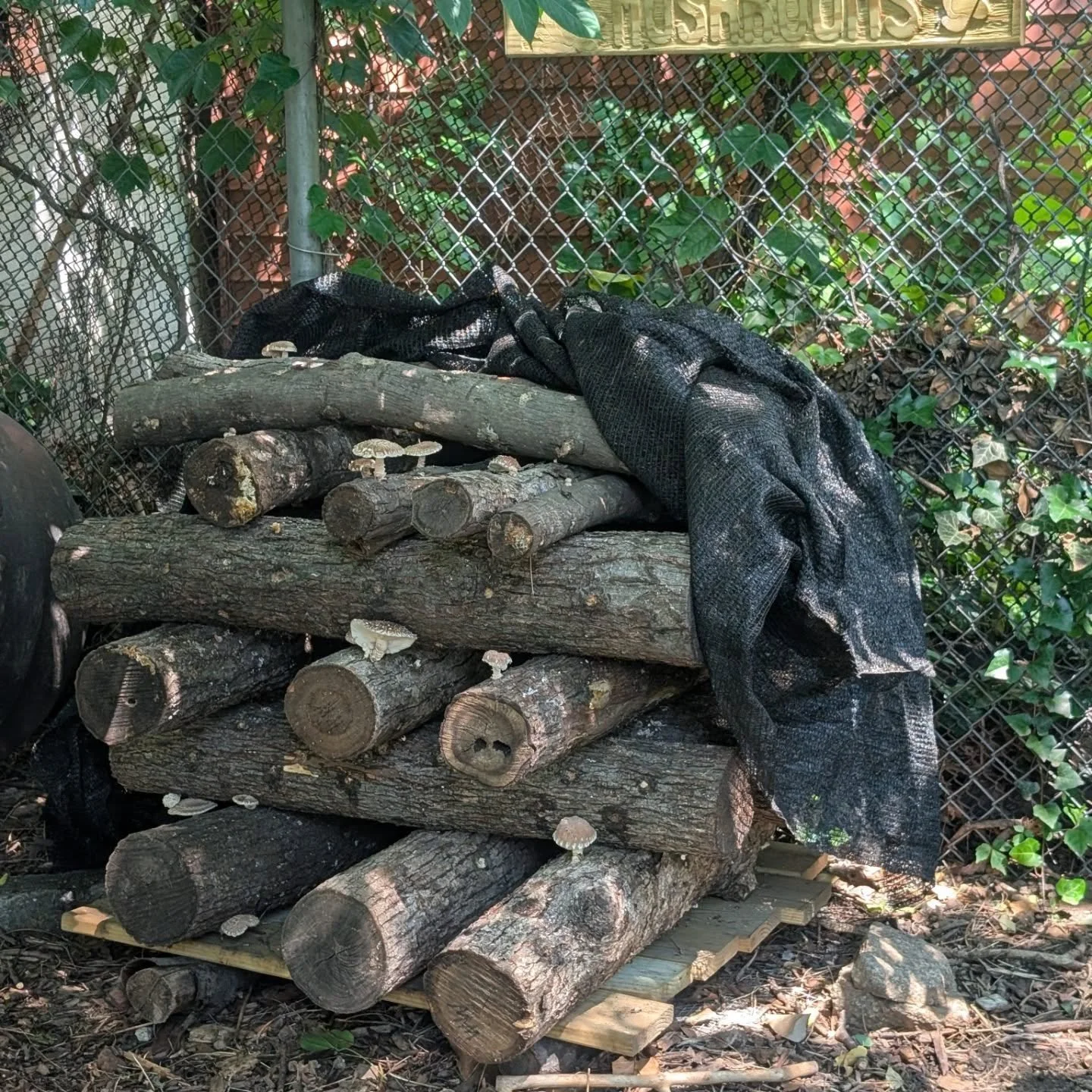 Our logs are fruiting!