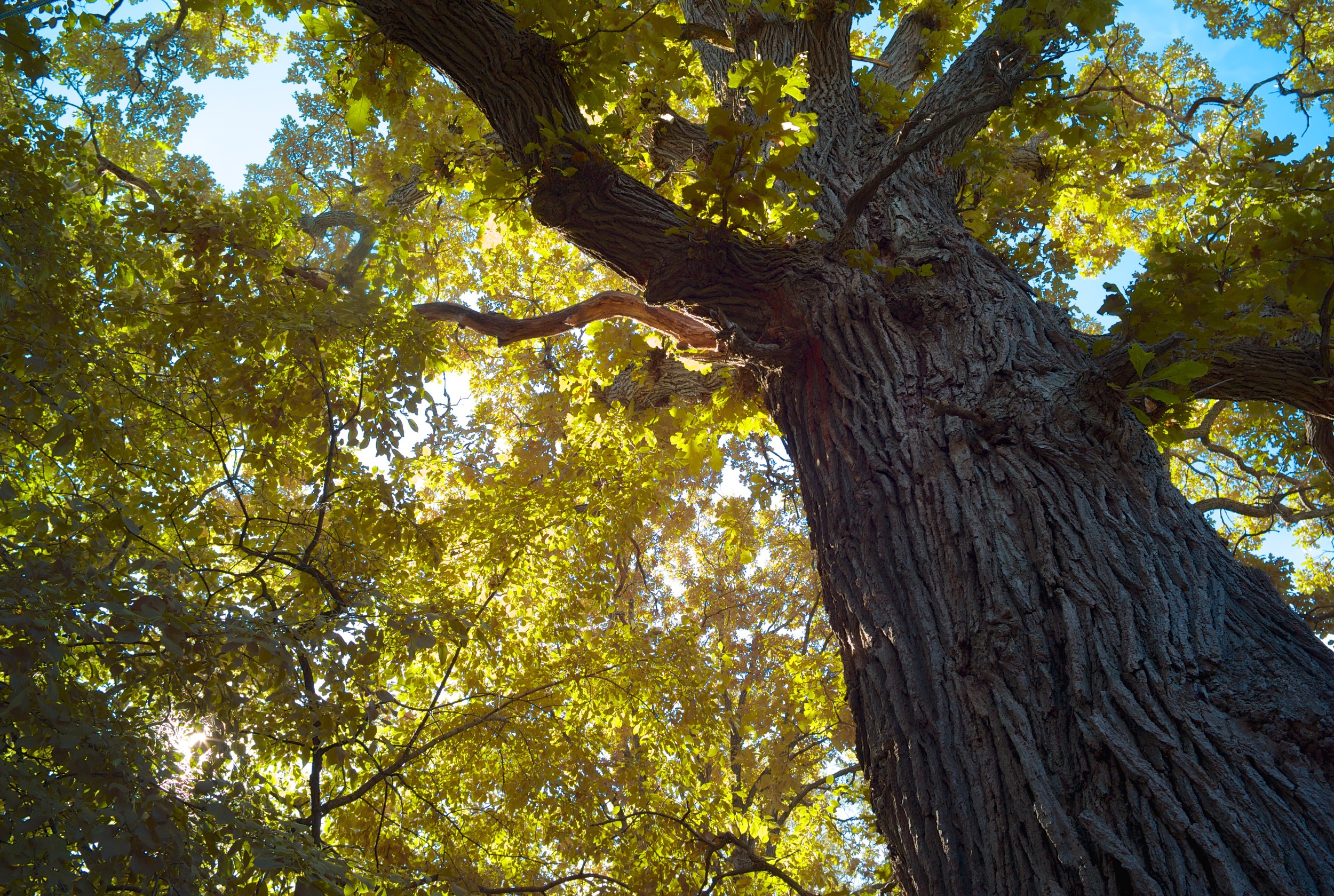 Mature bur oak tree. 