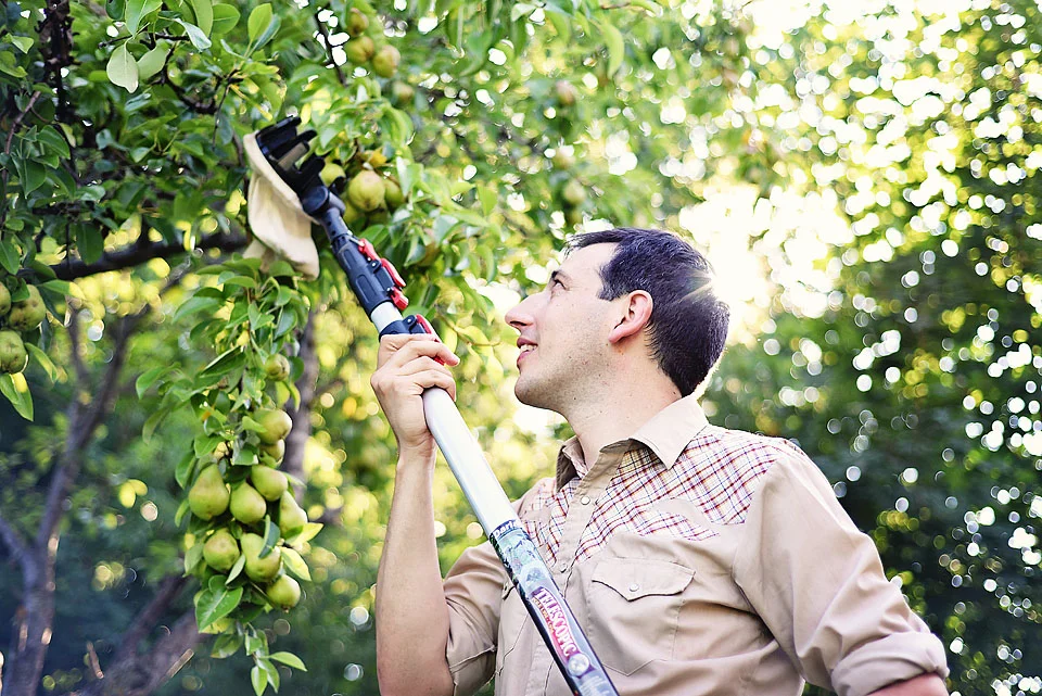 Jay Garlough harvesting a pear tree.