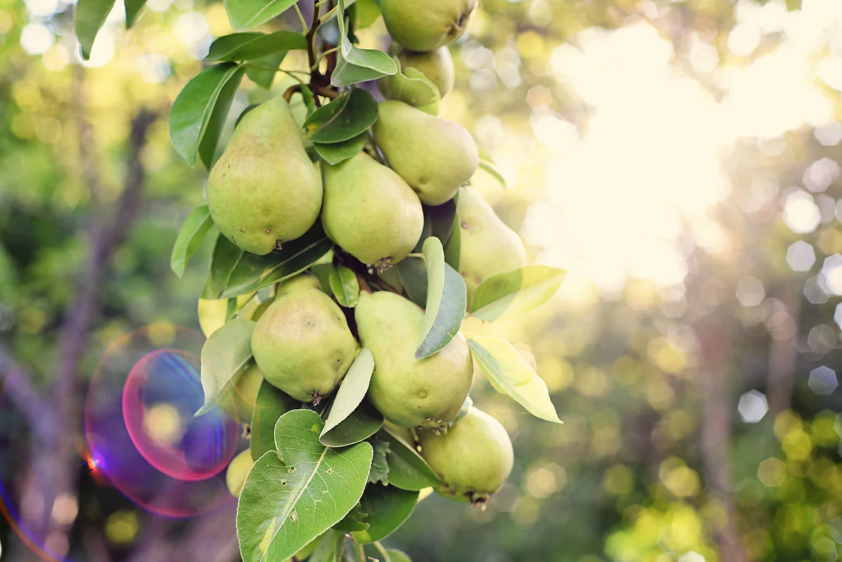 Pear tree 