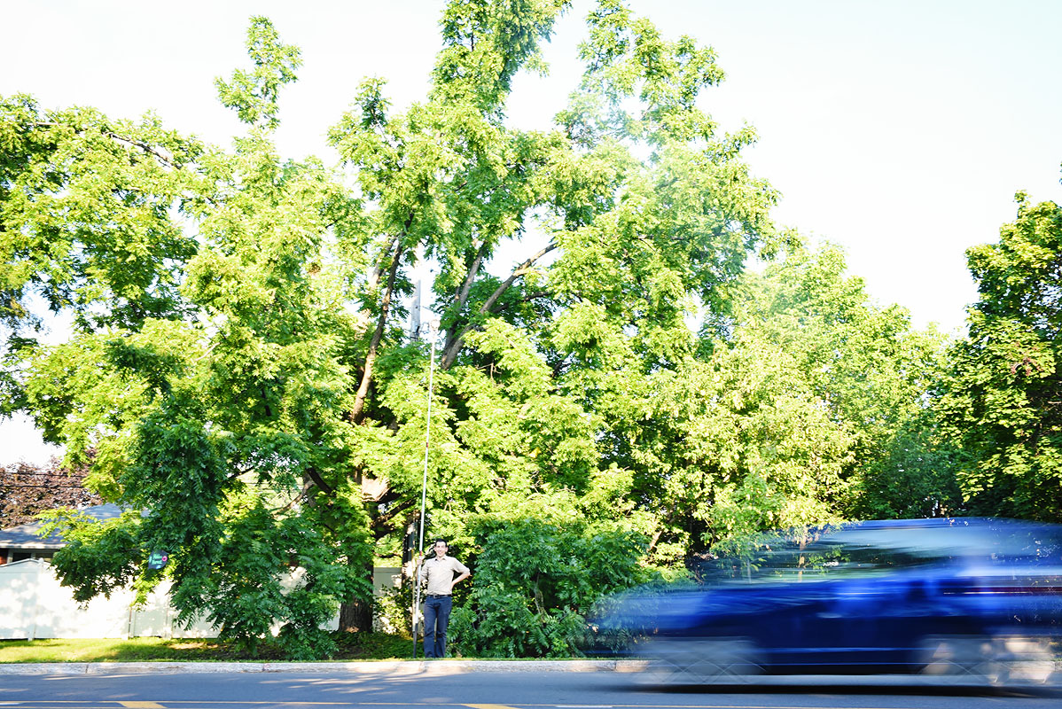 Jay in front of a walnut tree. 