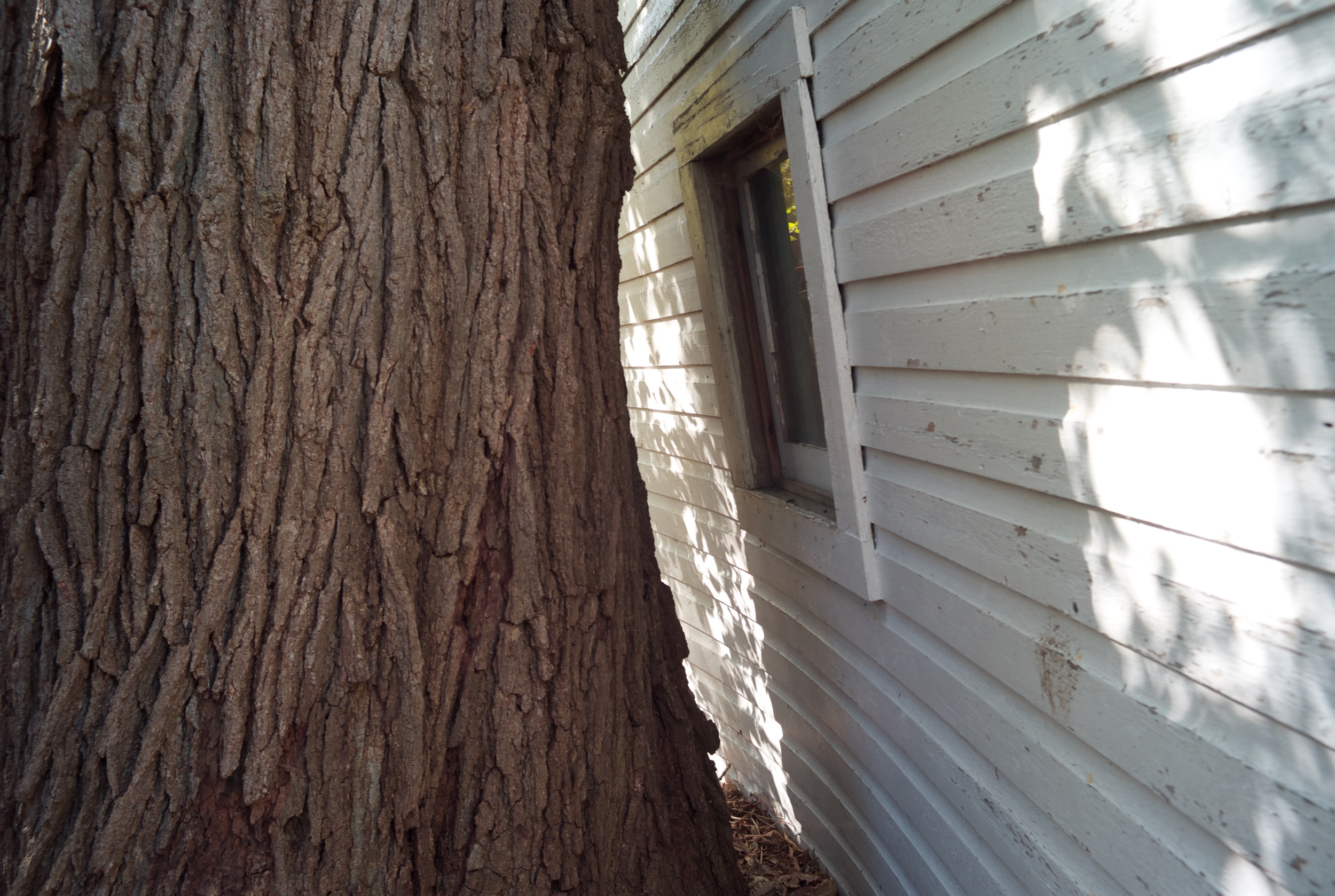 Living with the giants. Above: An older, wooden garage gives way to mature bur oak. 