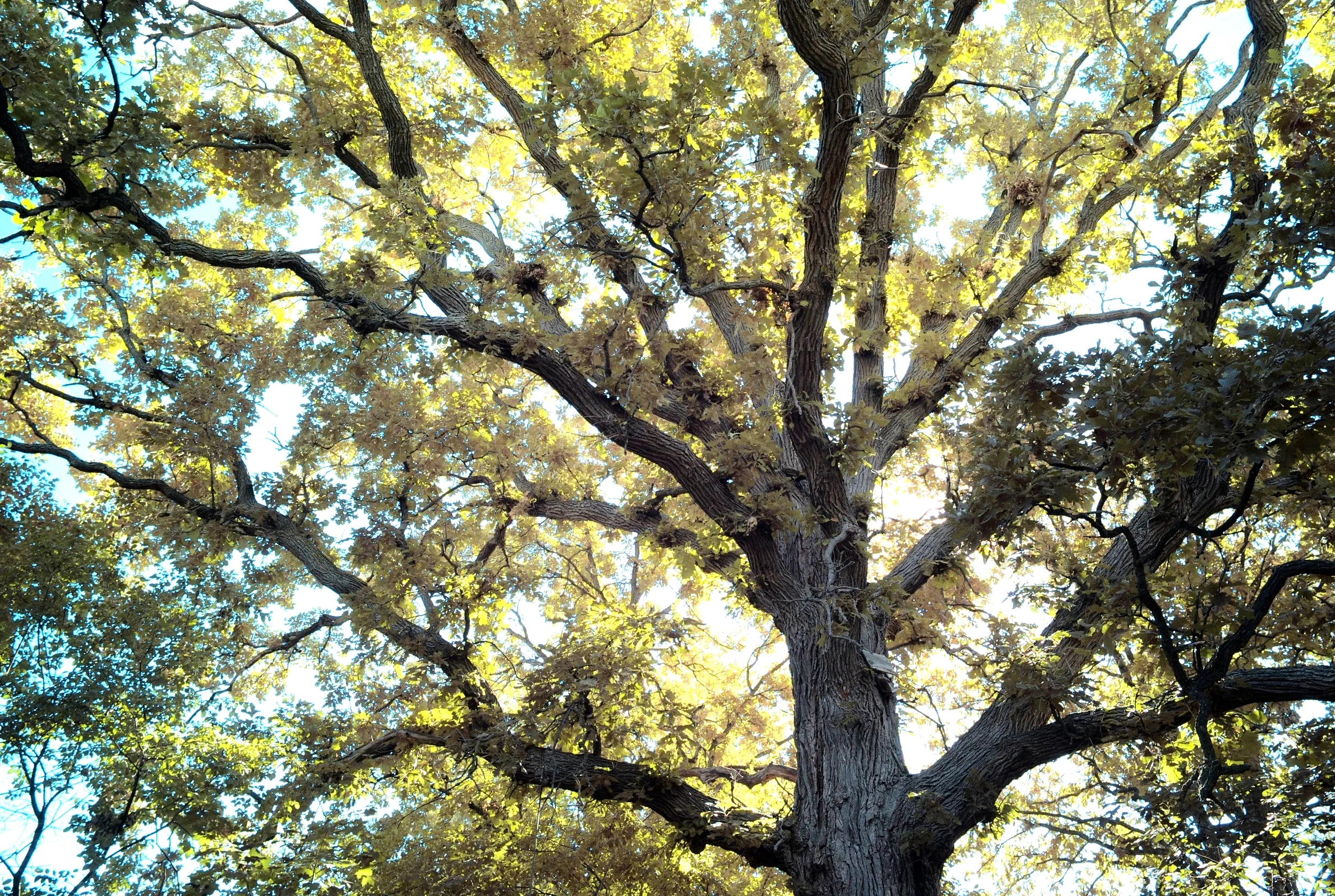 Giant bur oak. Photo:  Chris Osler 