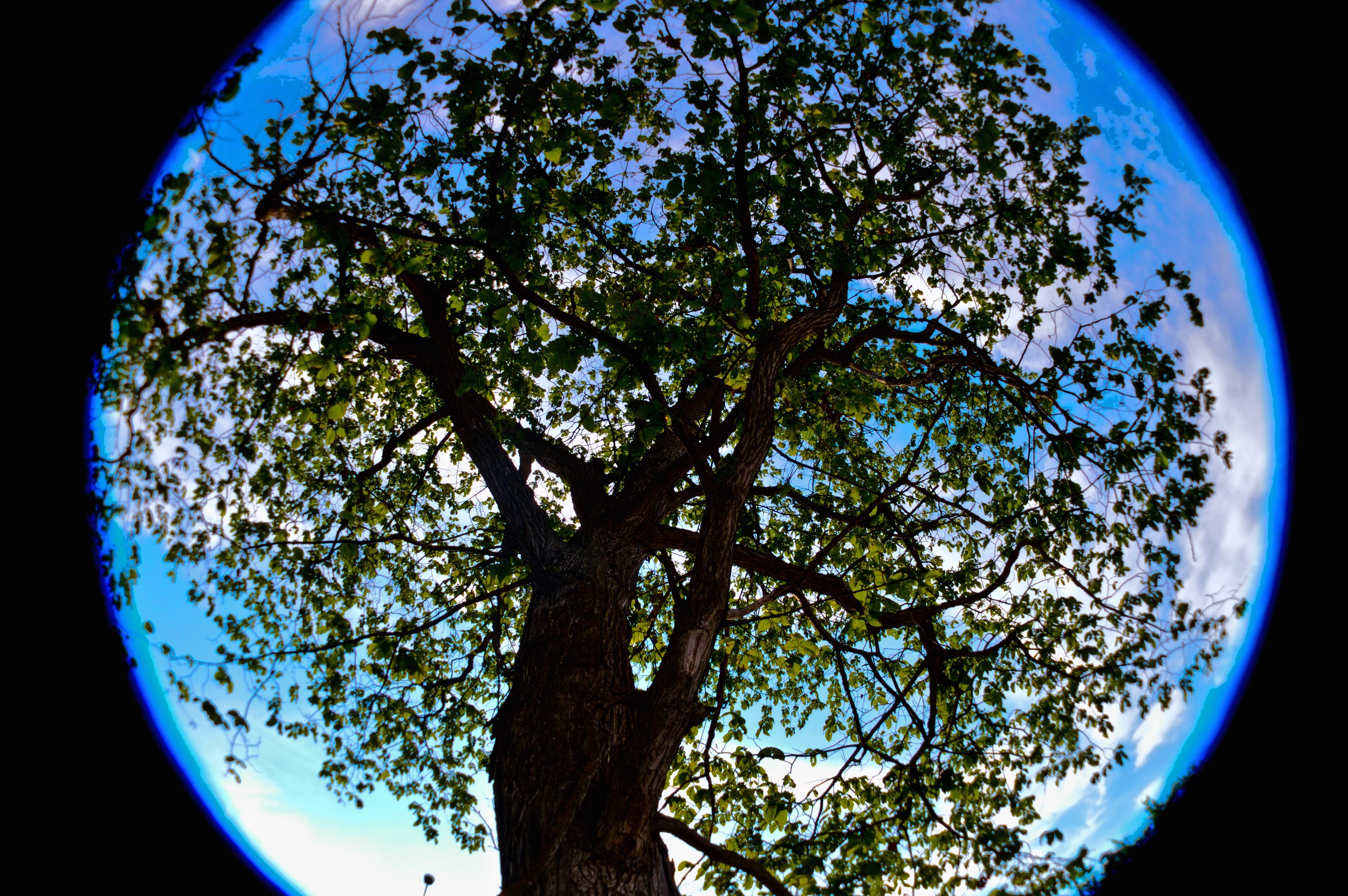 Slippery Elm 