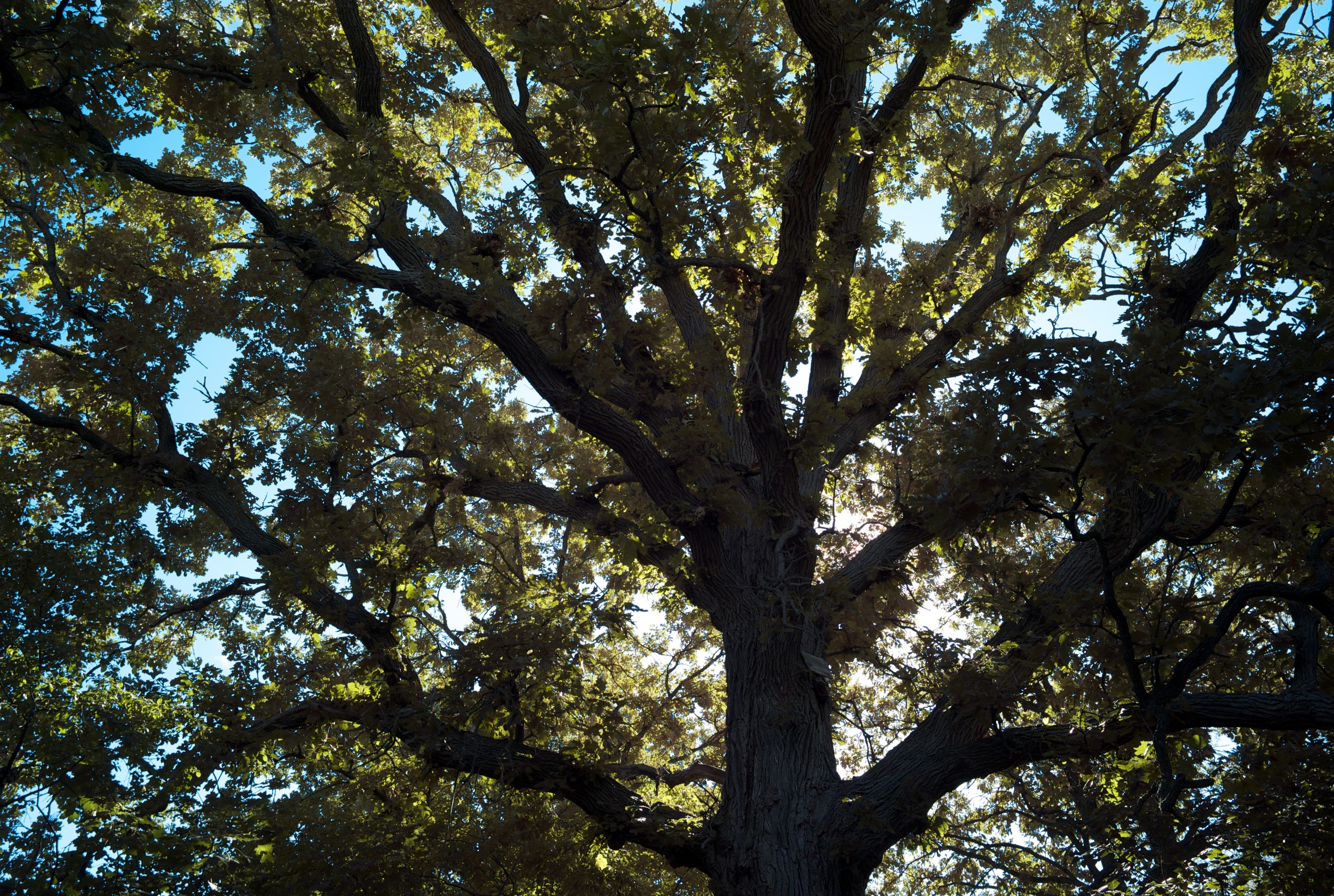 Bur oak. 