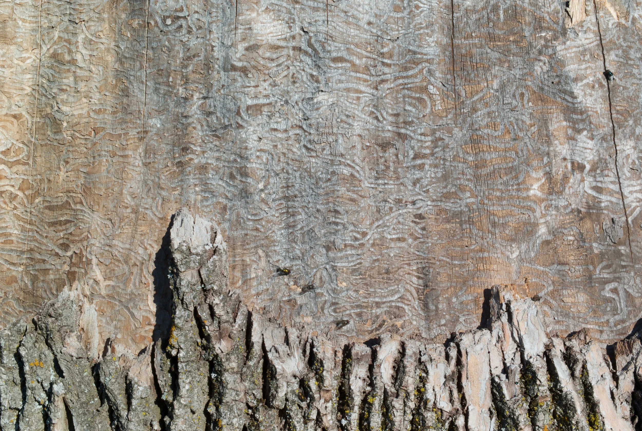 Emerald ash borer markings.