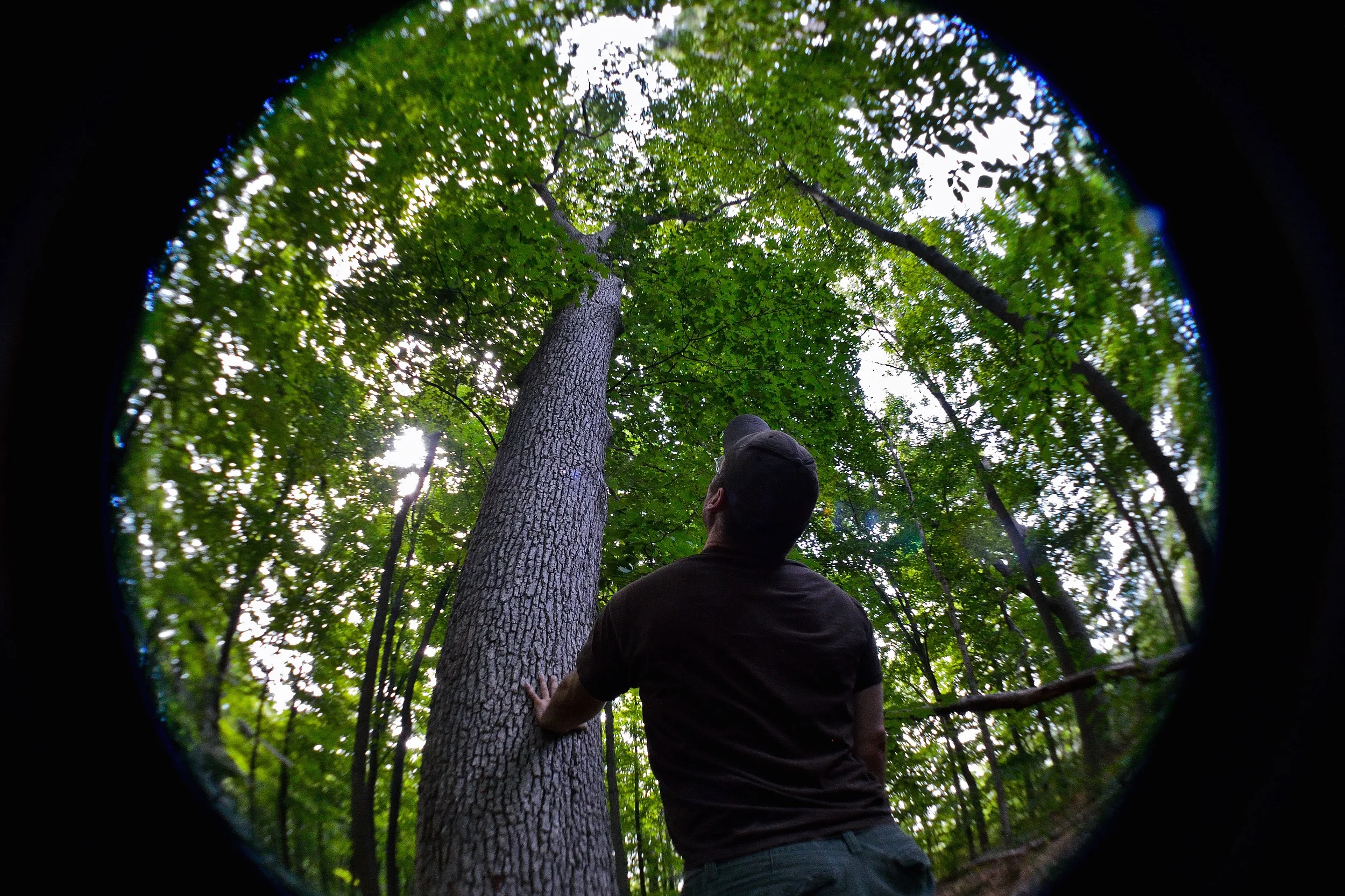 White Oak (Quercus alba) at Britannia Conservation Area in Ottawa (only known natural population in the city of Ottawa)