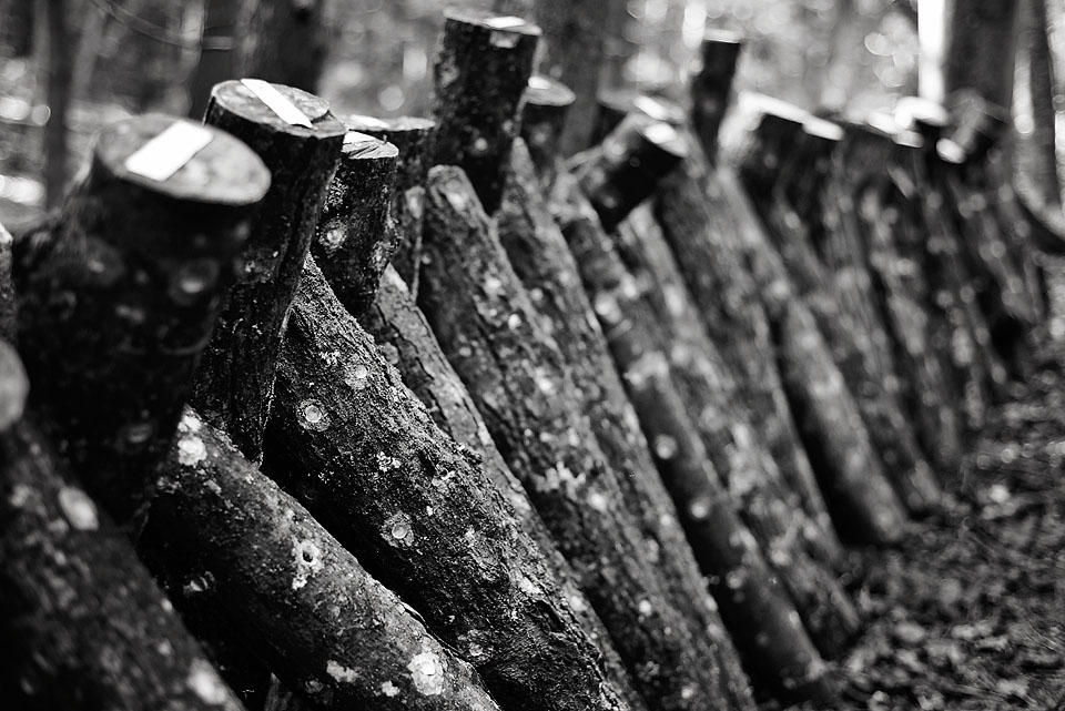 Ferme et Forêt grow their shiitake mushrooms on oak, maple and iron wood.