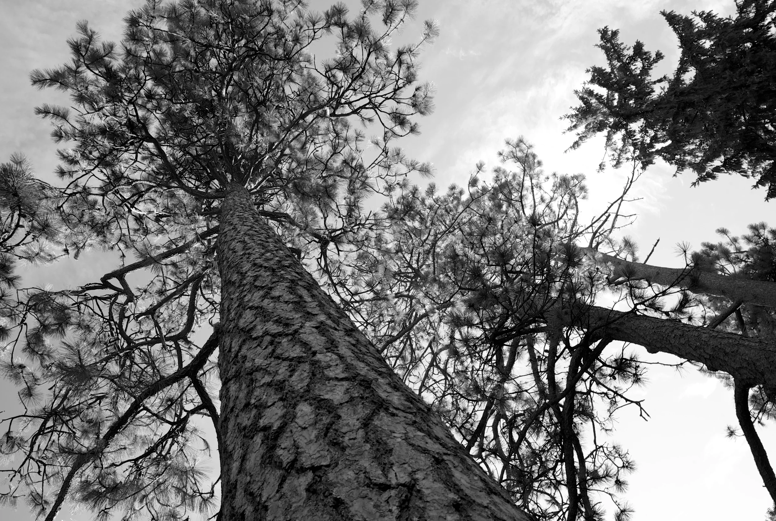 Photo:  Chris Osler 