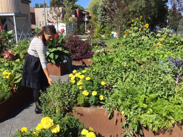 Jaime pointing out the medicinal uses of mint. Civic Gardens, Lansdowne Park Photo: C. Earnshaw 