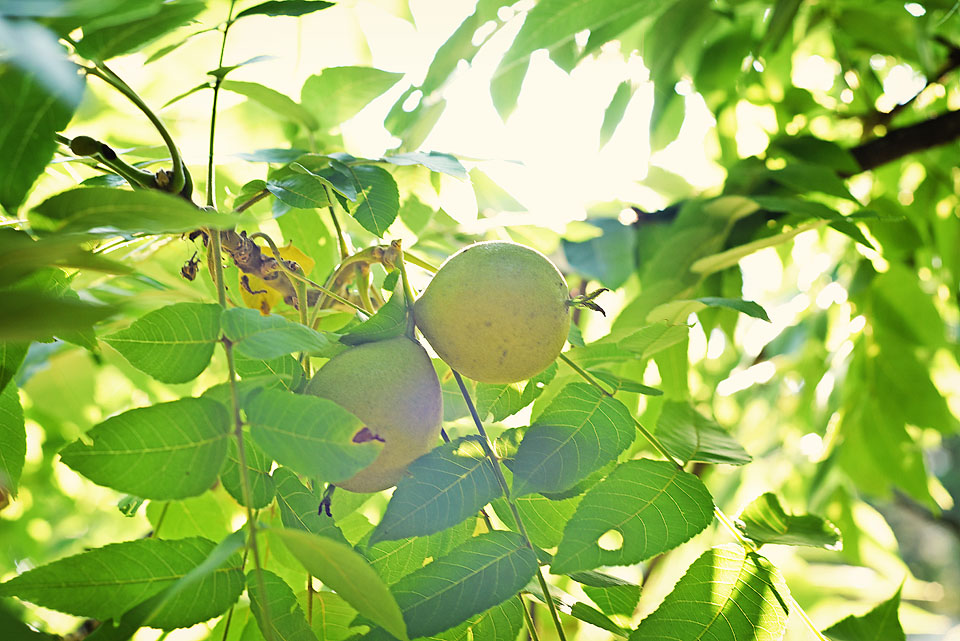Black walnut tree. Photo: Jana Dybinski 